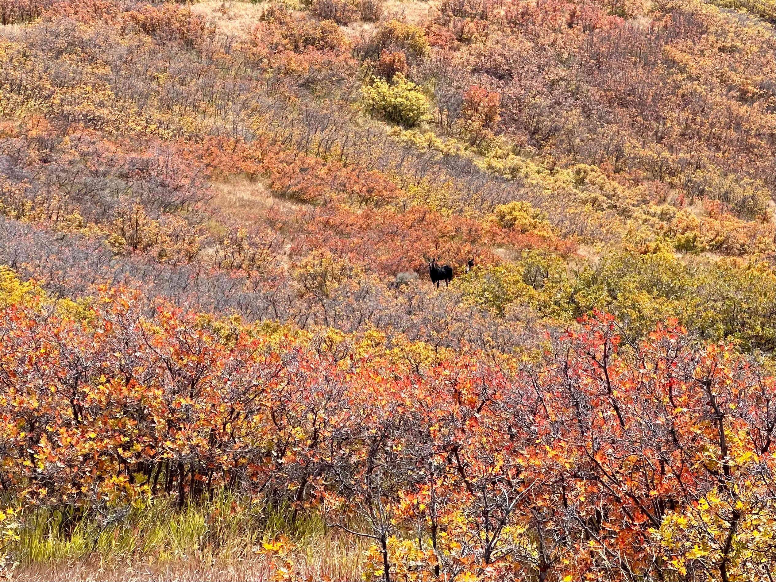 Tiny Shiny Escape, River Runs Thru!