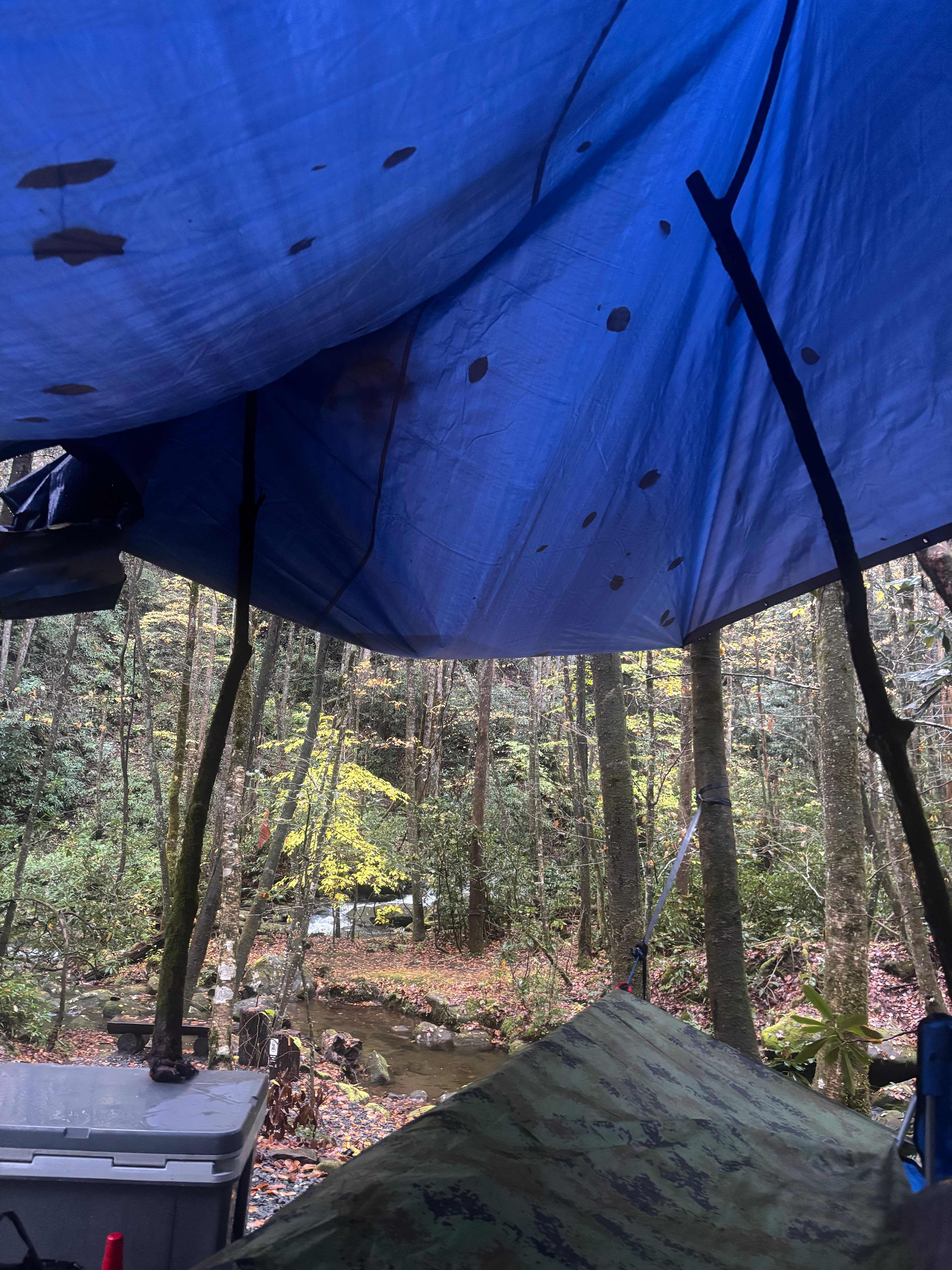 View from the hammock