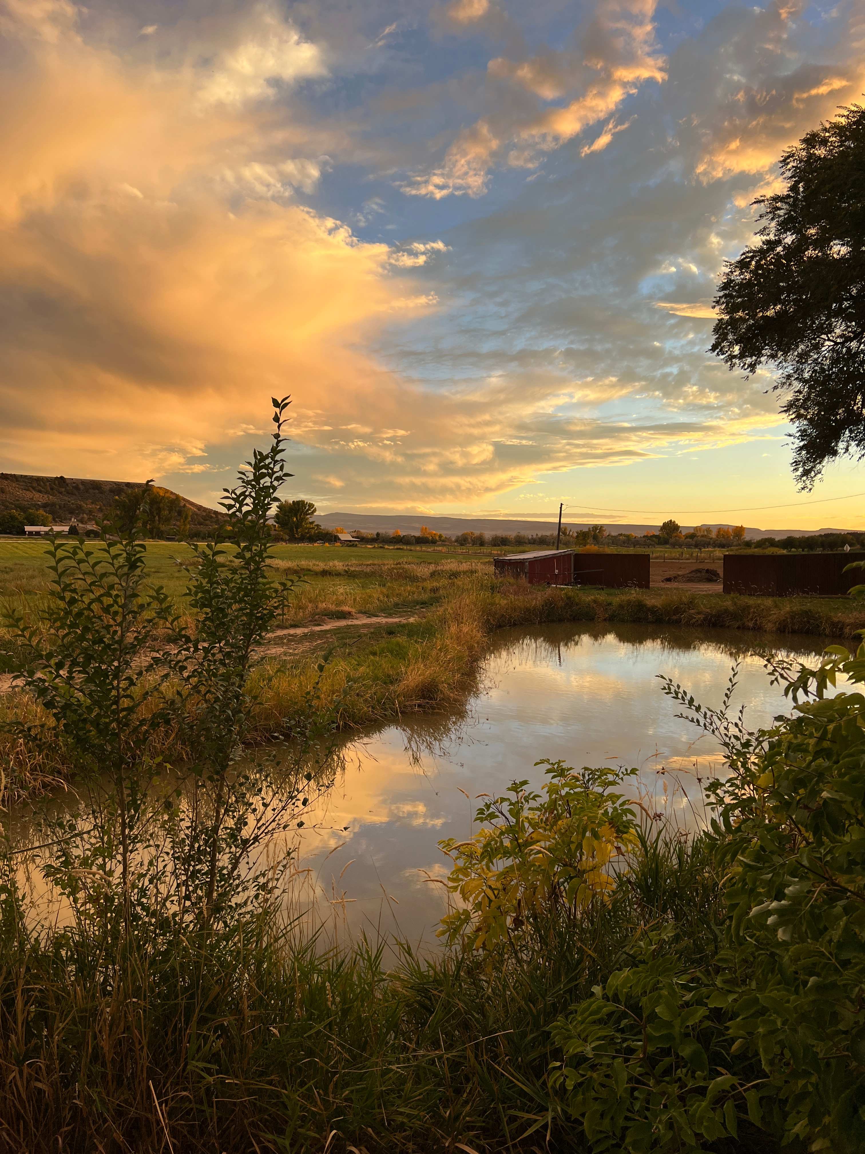View of the pond from the pergola