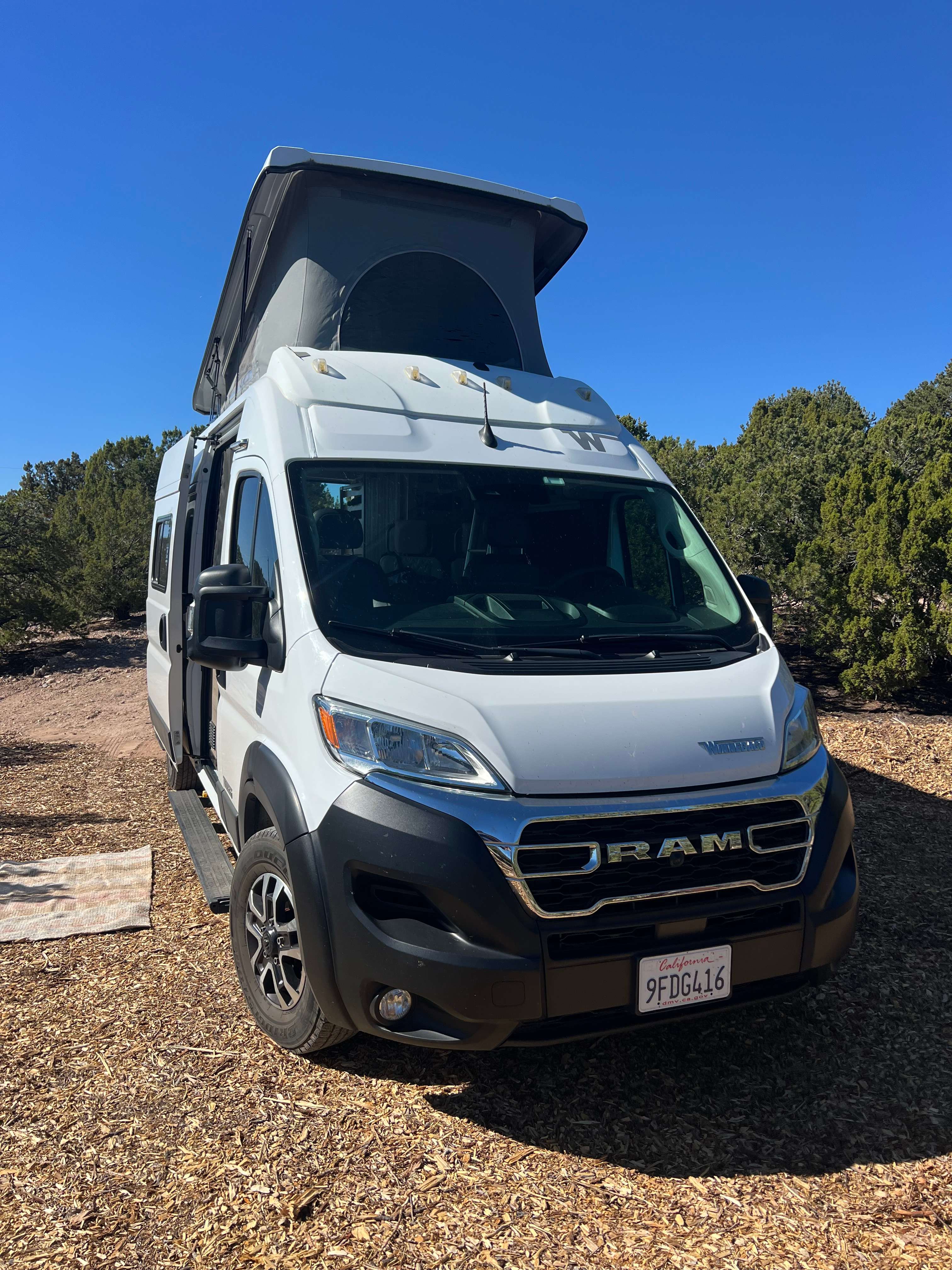 Piñon Pine And Prickly Pear