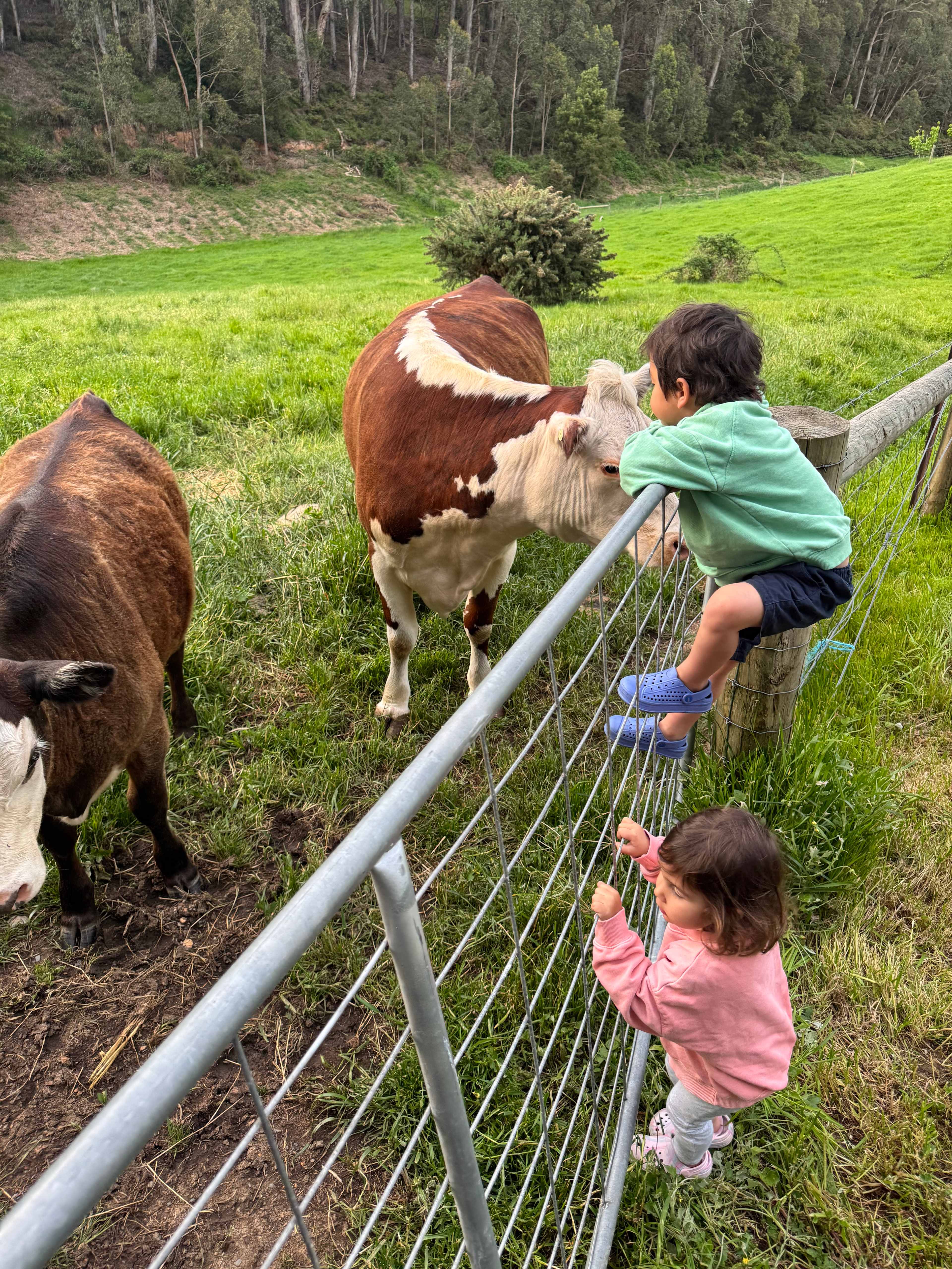 Stone’s Summertown Cherry Farm