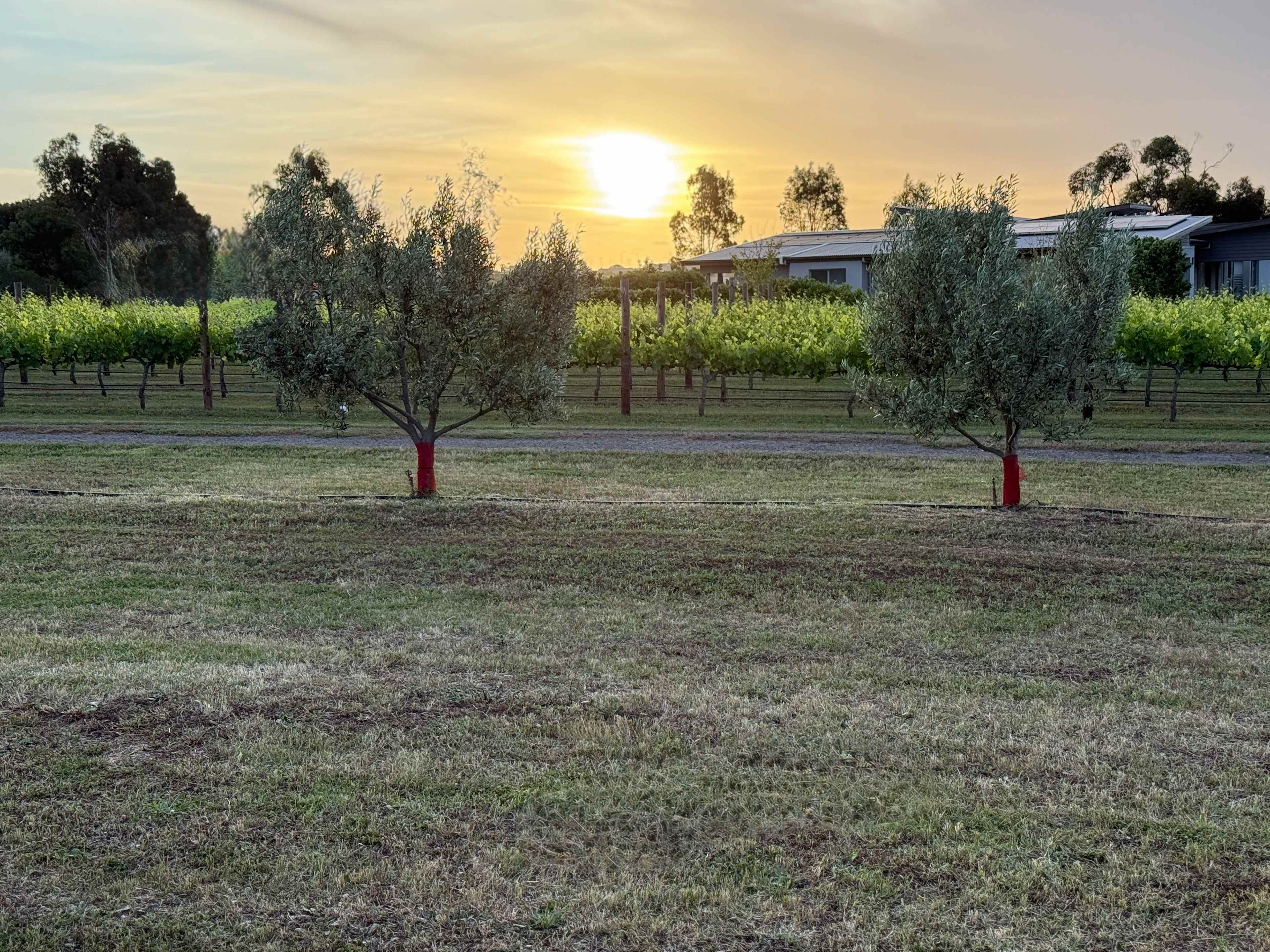 McLaren Vale Vineyard