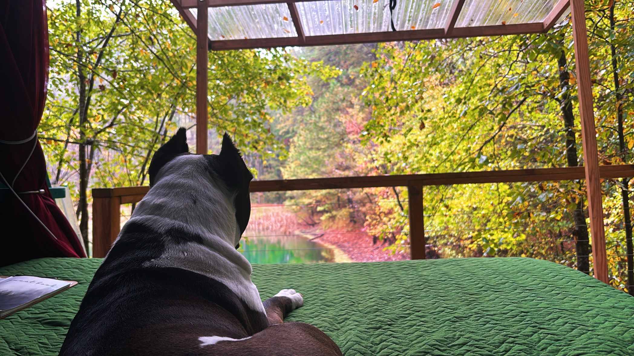 Dog friendly! (Cabin was extremely clean & did not smell like dog)