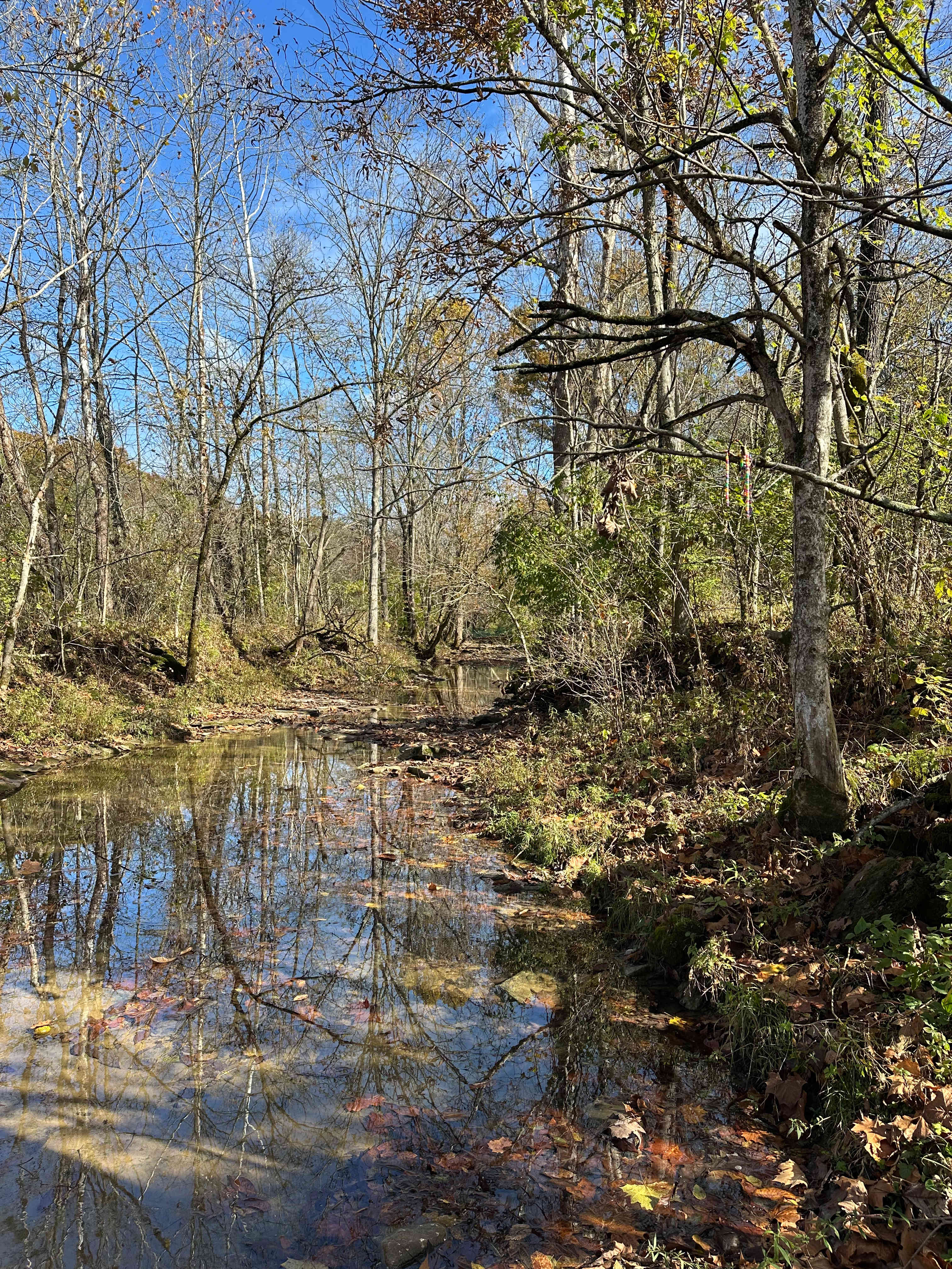 Whimsical Treehouses and Trails!!