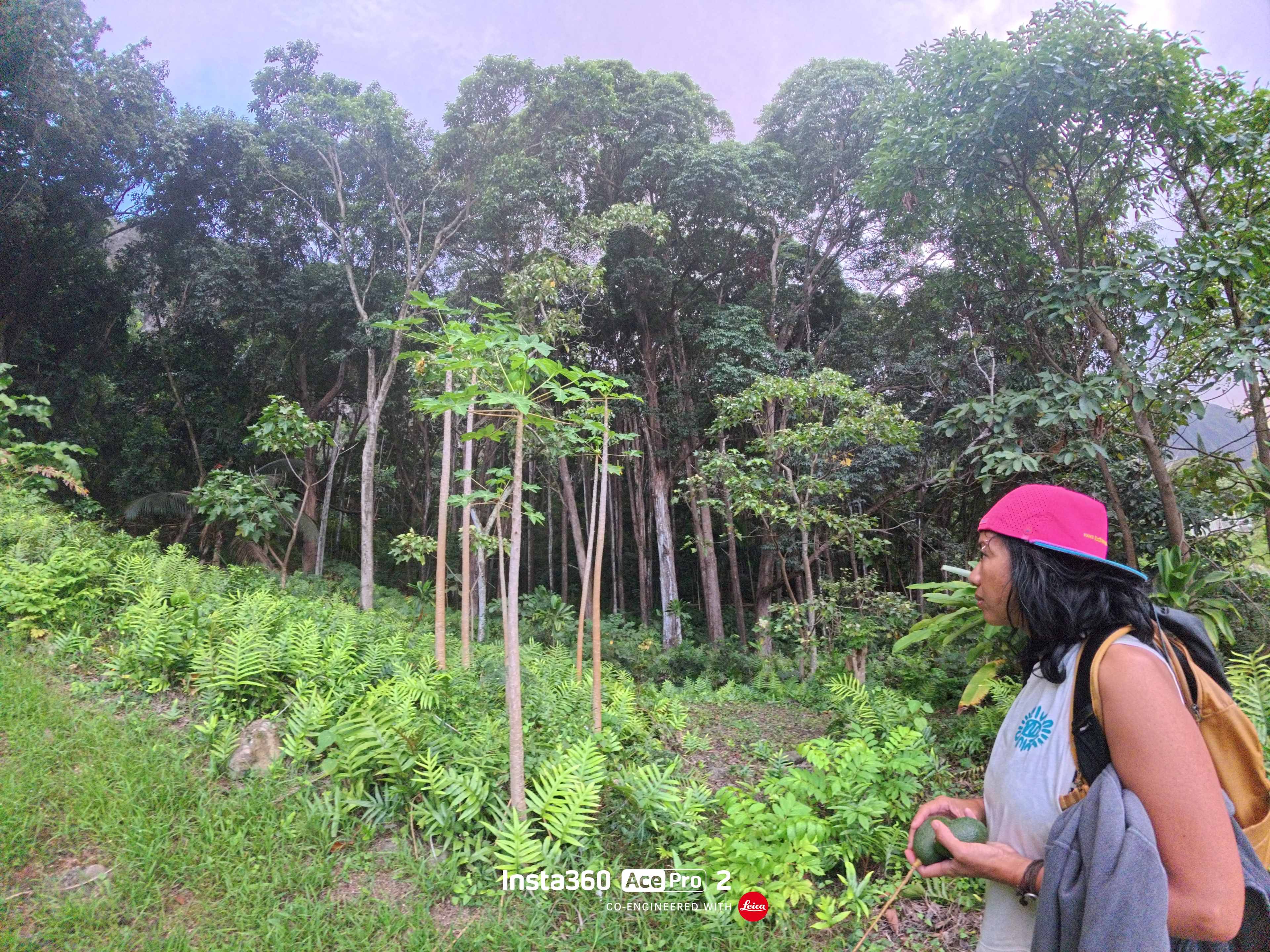 leisurely stroll... holding an avocado I found on the ground-)