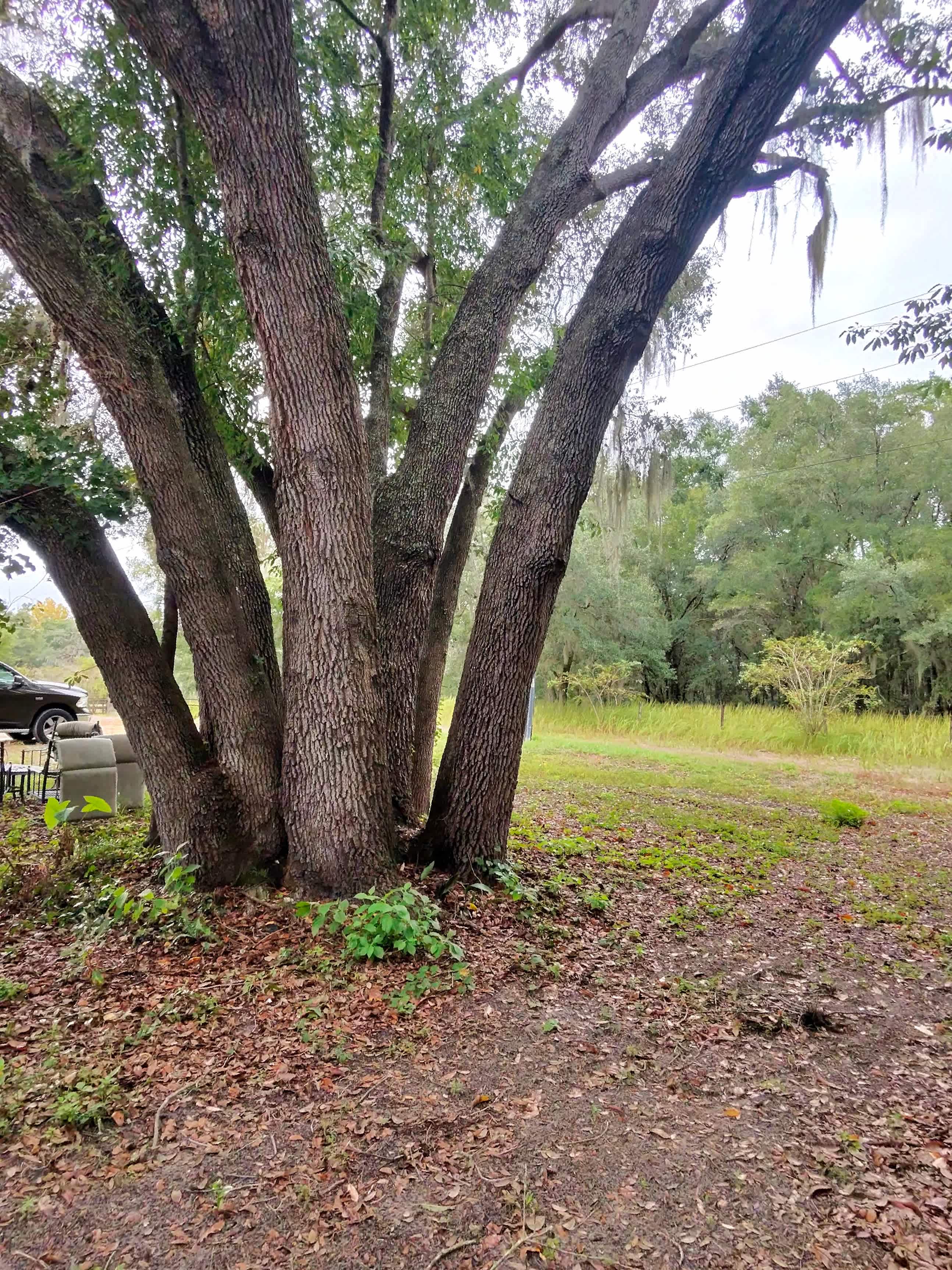 Big Oak Farm  Dog And Horse Camping