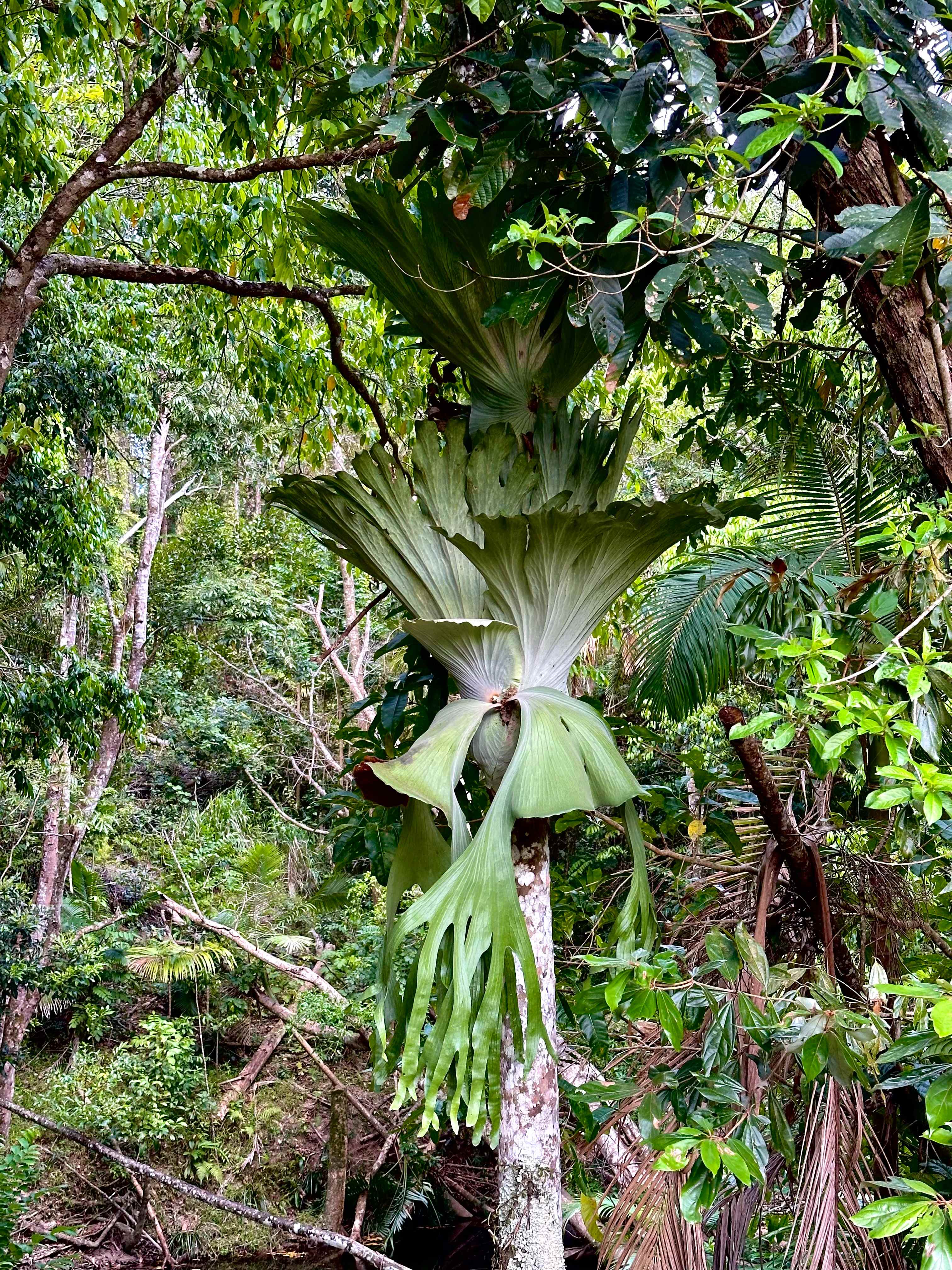 Mt Lewis Wilderness Camp