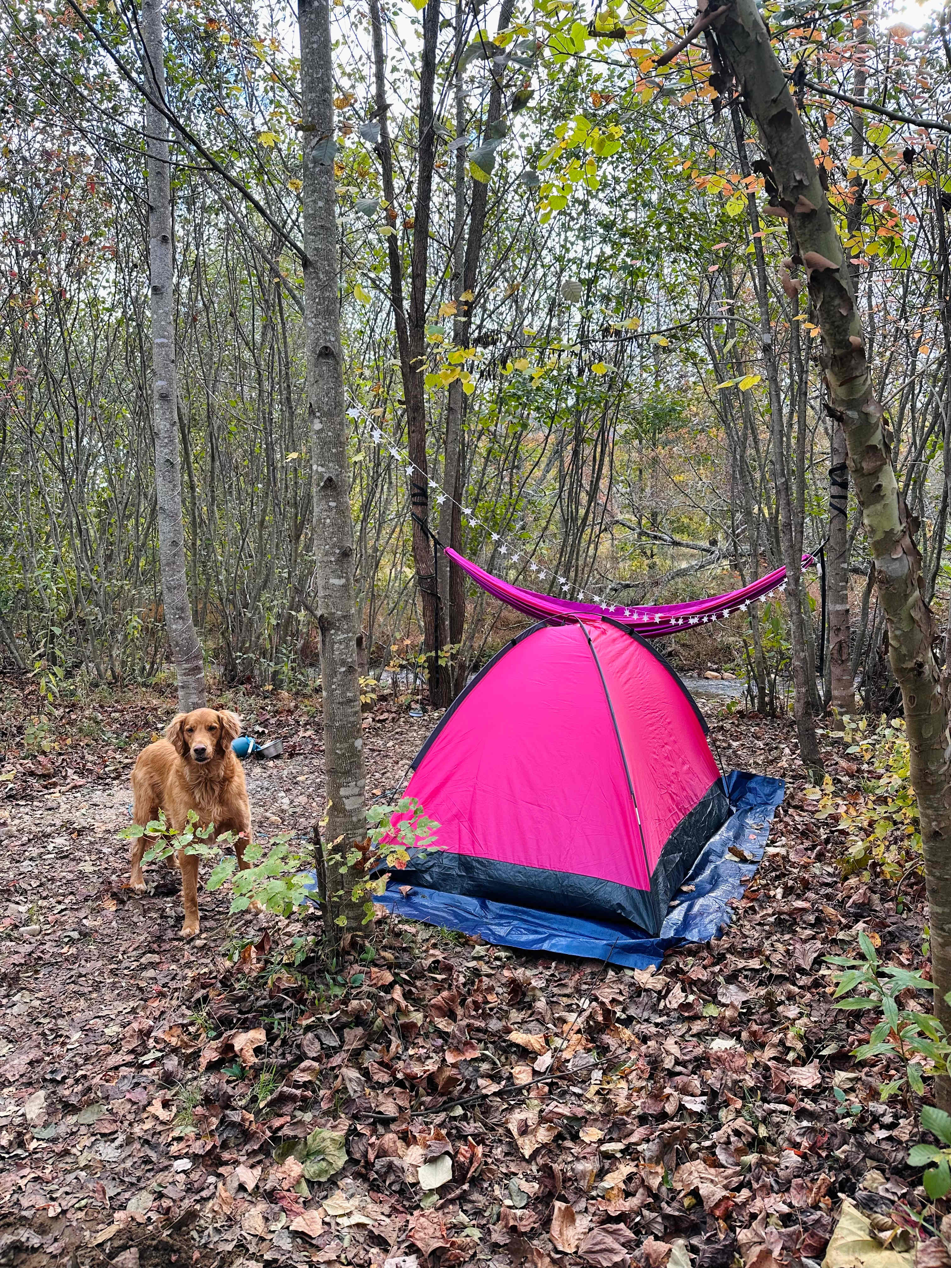 Green Heart Medicinal Herb Farm