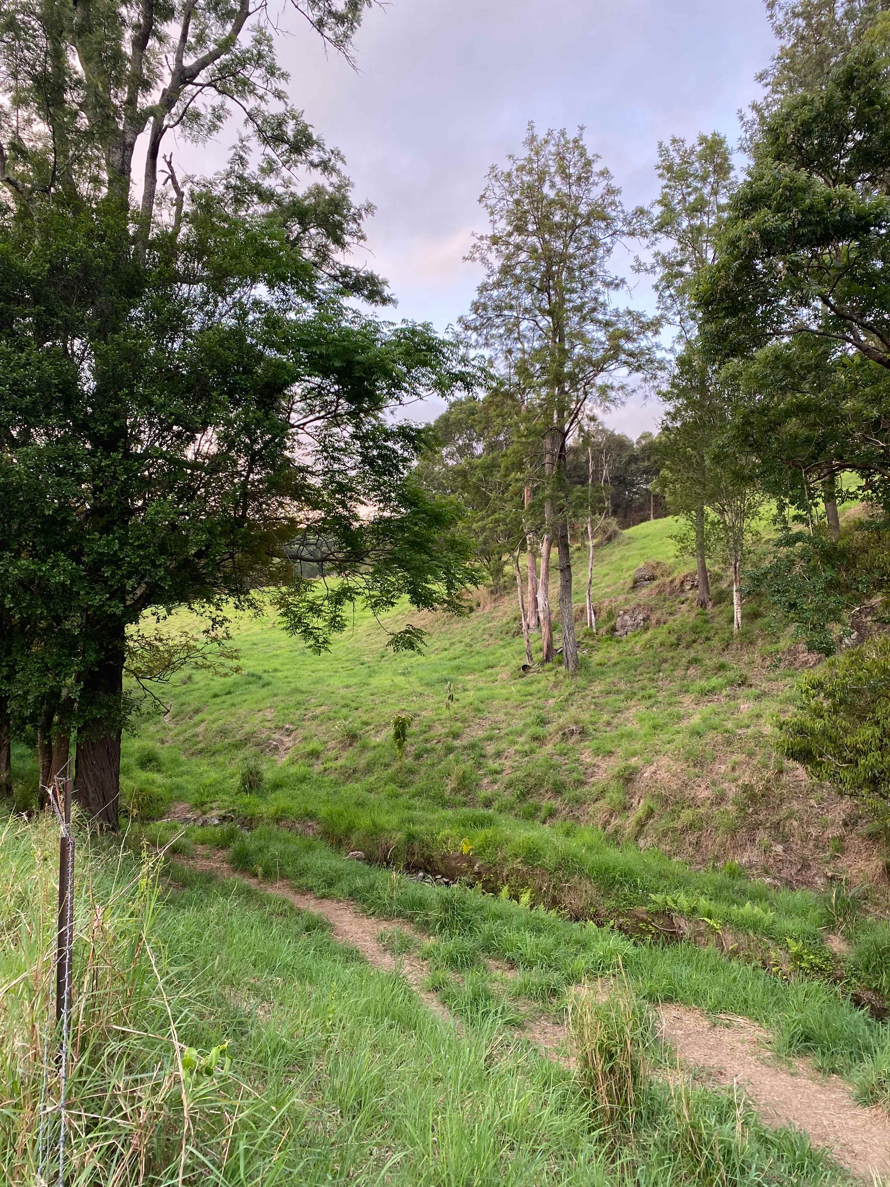 McKenzie Creek Campsite
