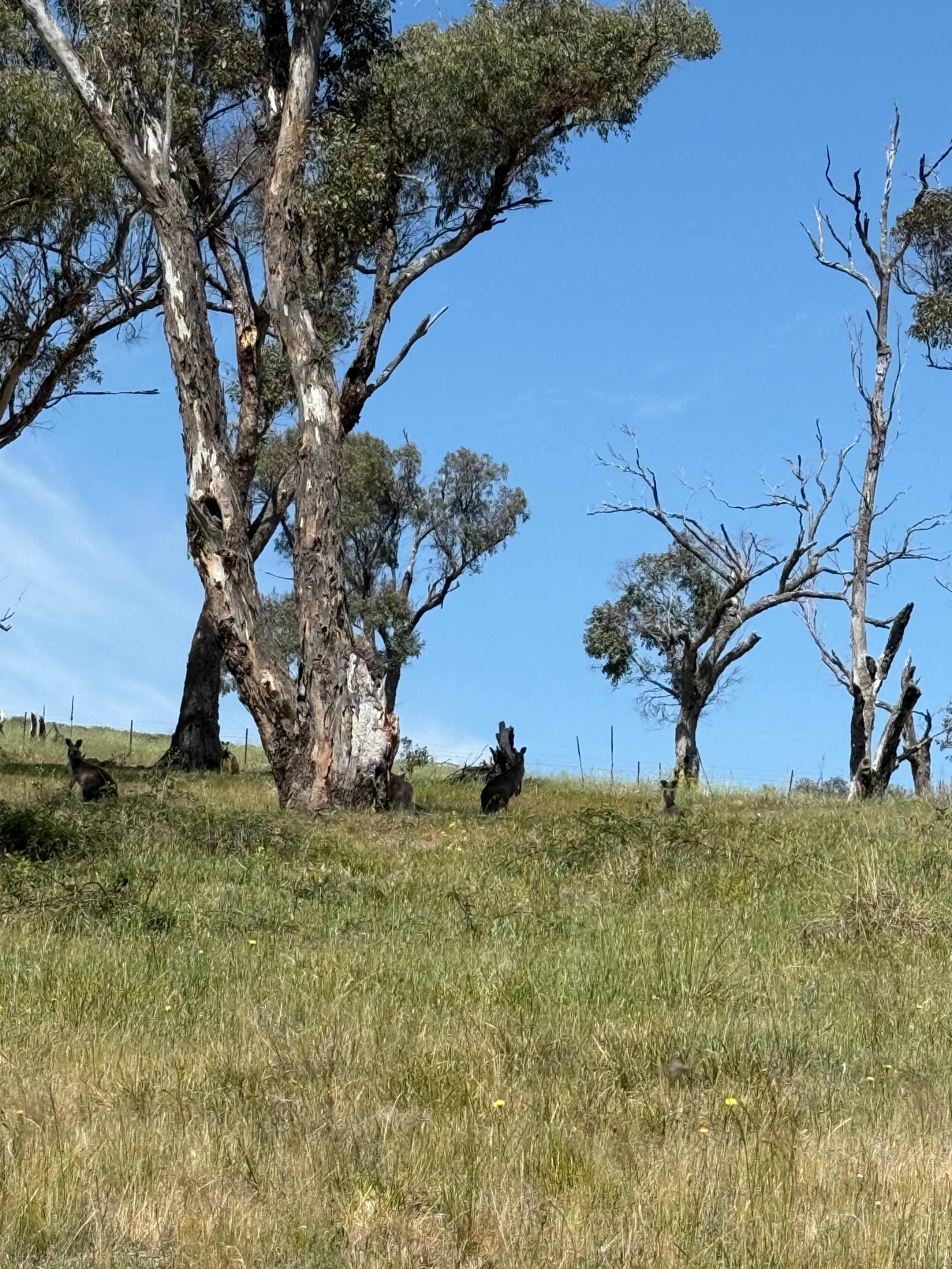 Windy Oaks Farm, O'Connell