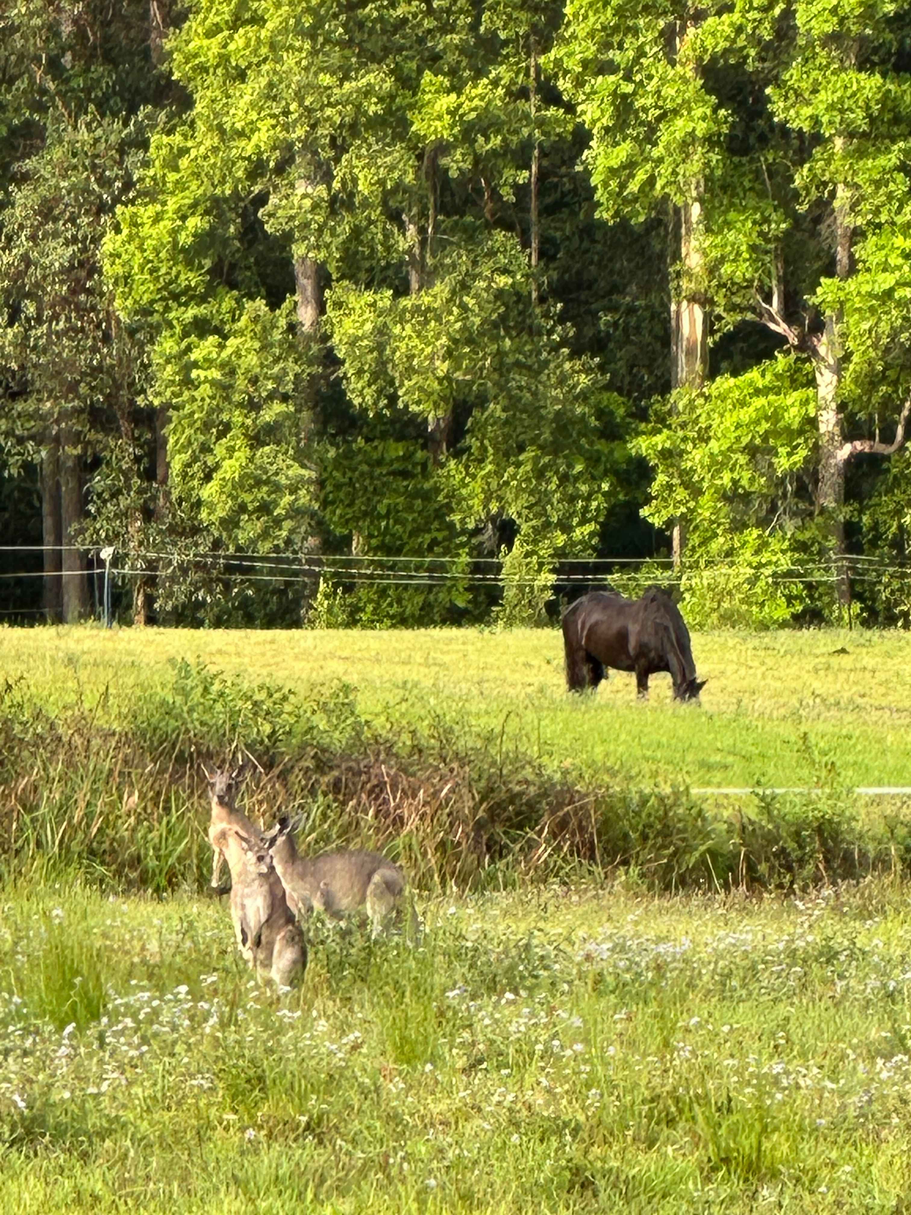 Skippy Trails on Sippy