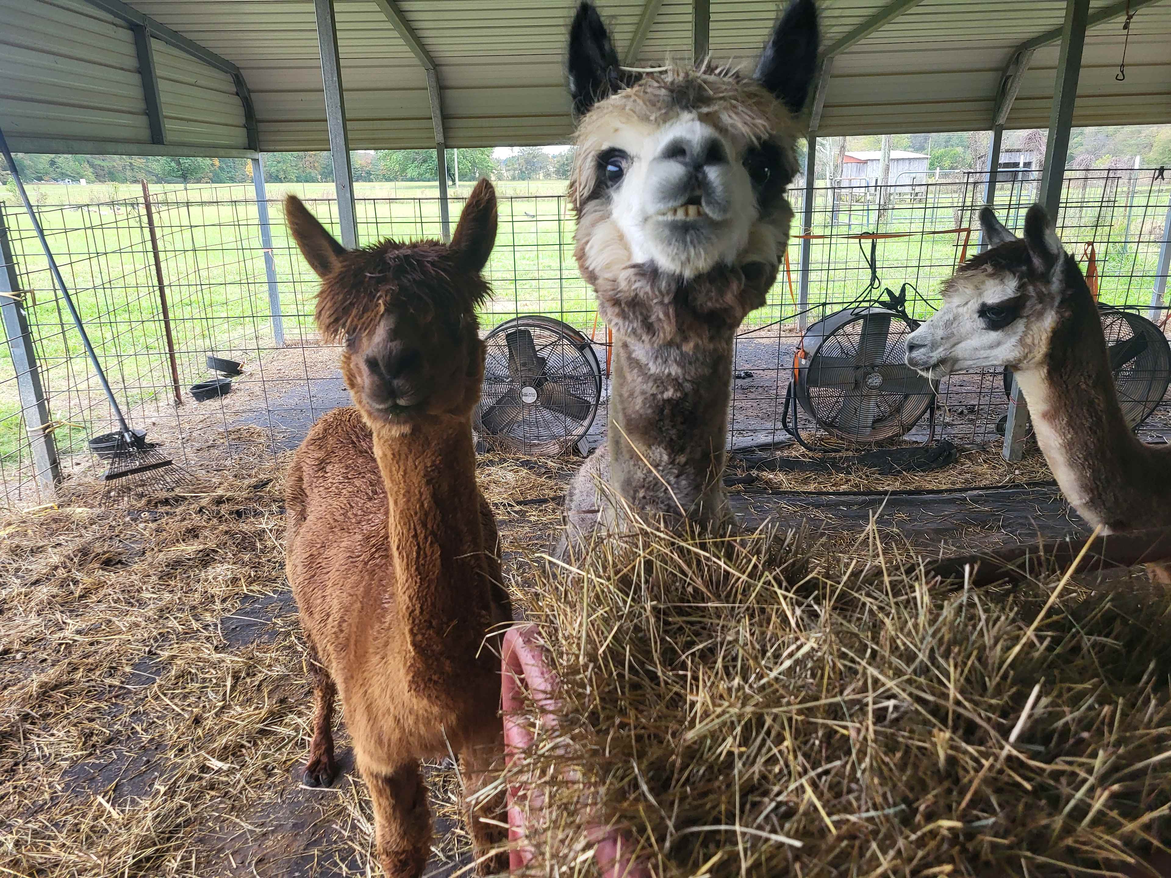 Alpaca Farm and Forested Area
