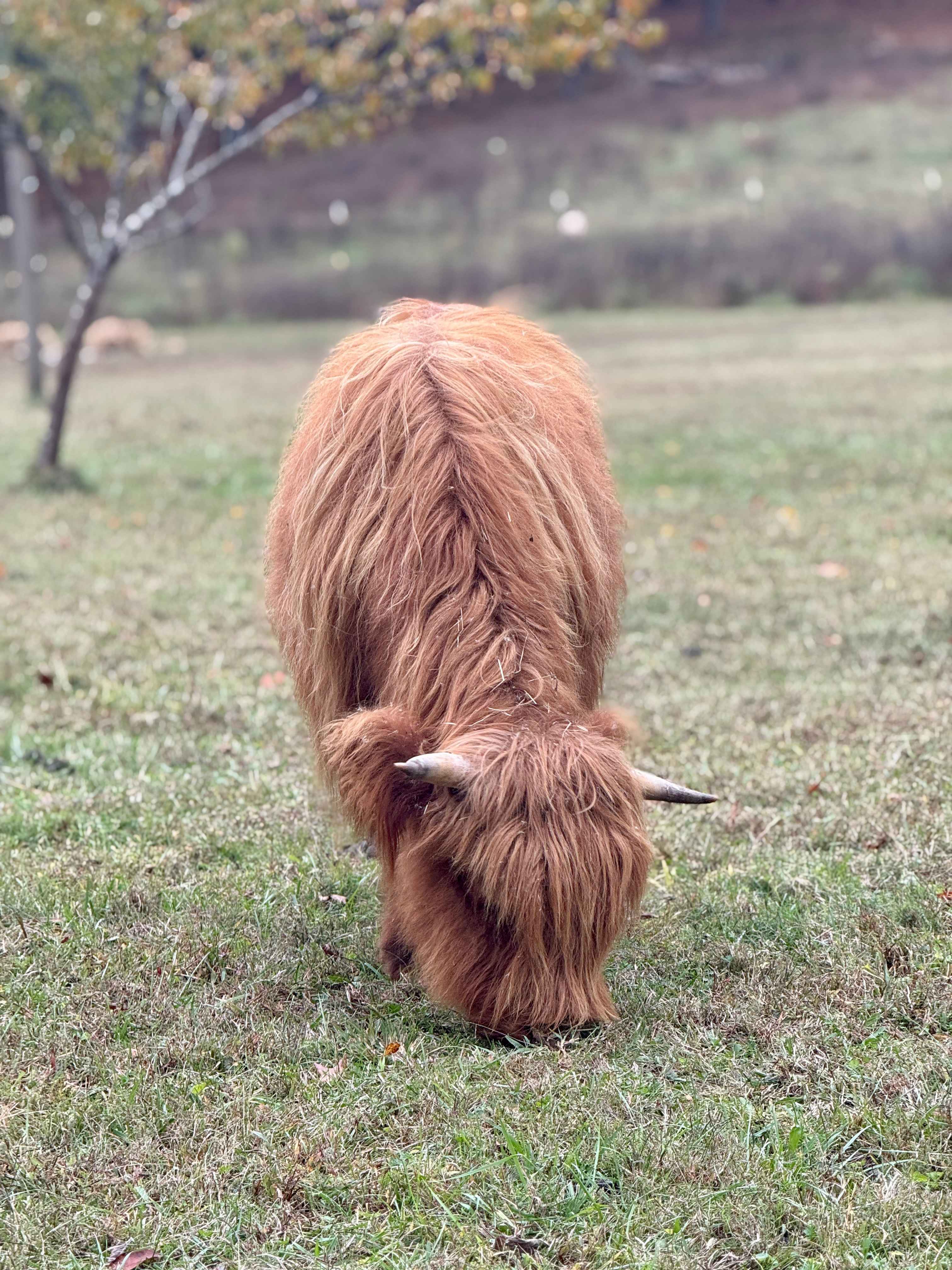 Magnolia Campground at Hixson Farms