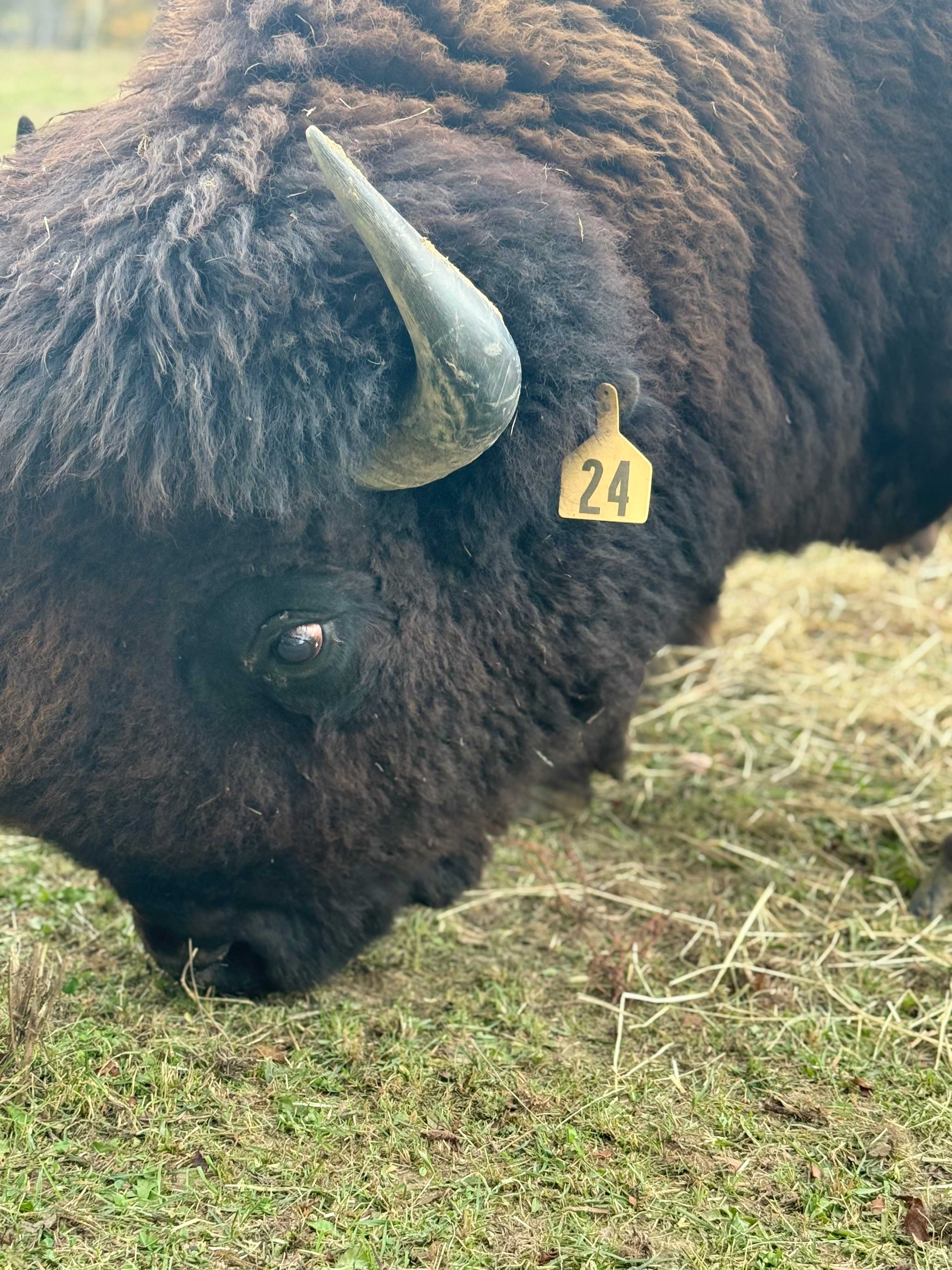 Cherokee Valley Bison Ranch Creekside Retreat