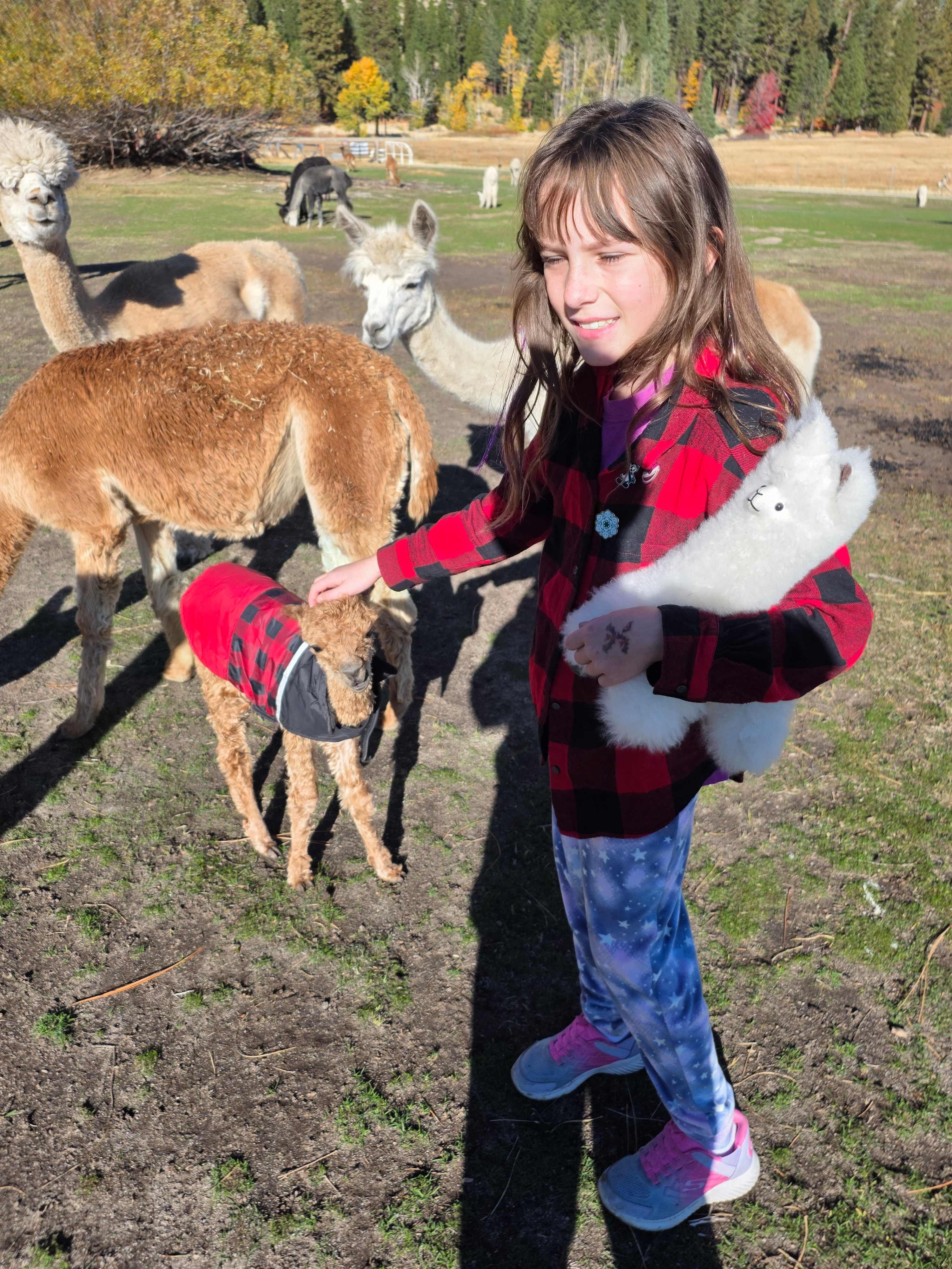 L.Davis Ranch and Olde LYFE Alpacas