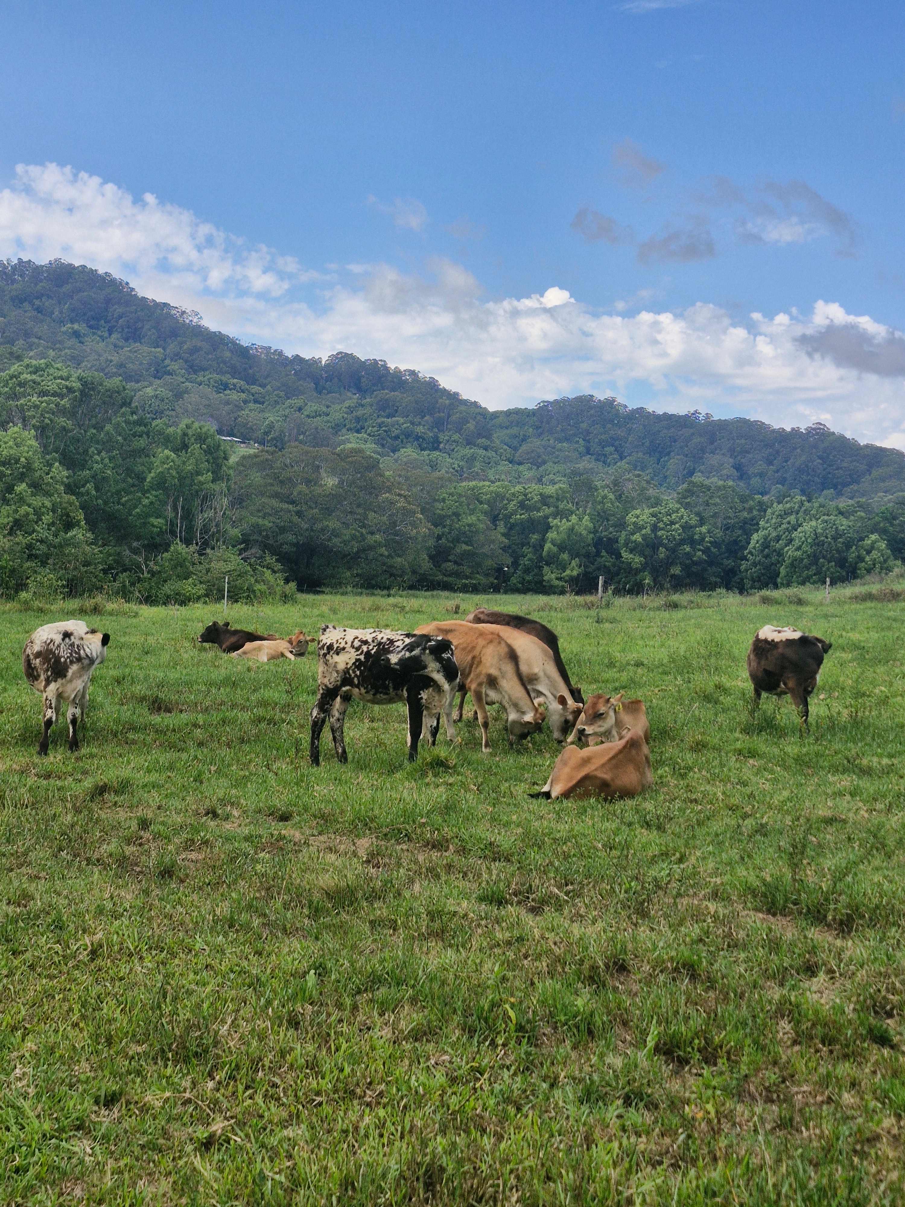 Tweed Valley Farmhouse Cheeses