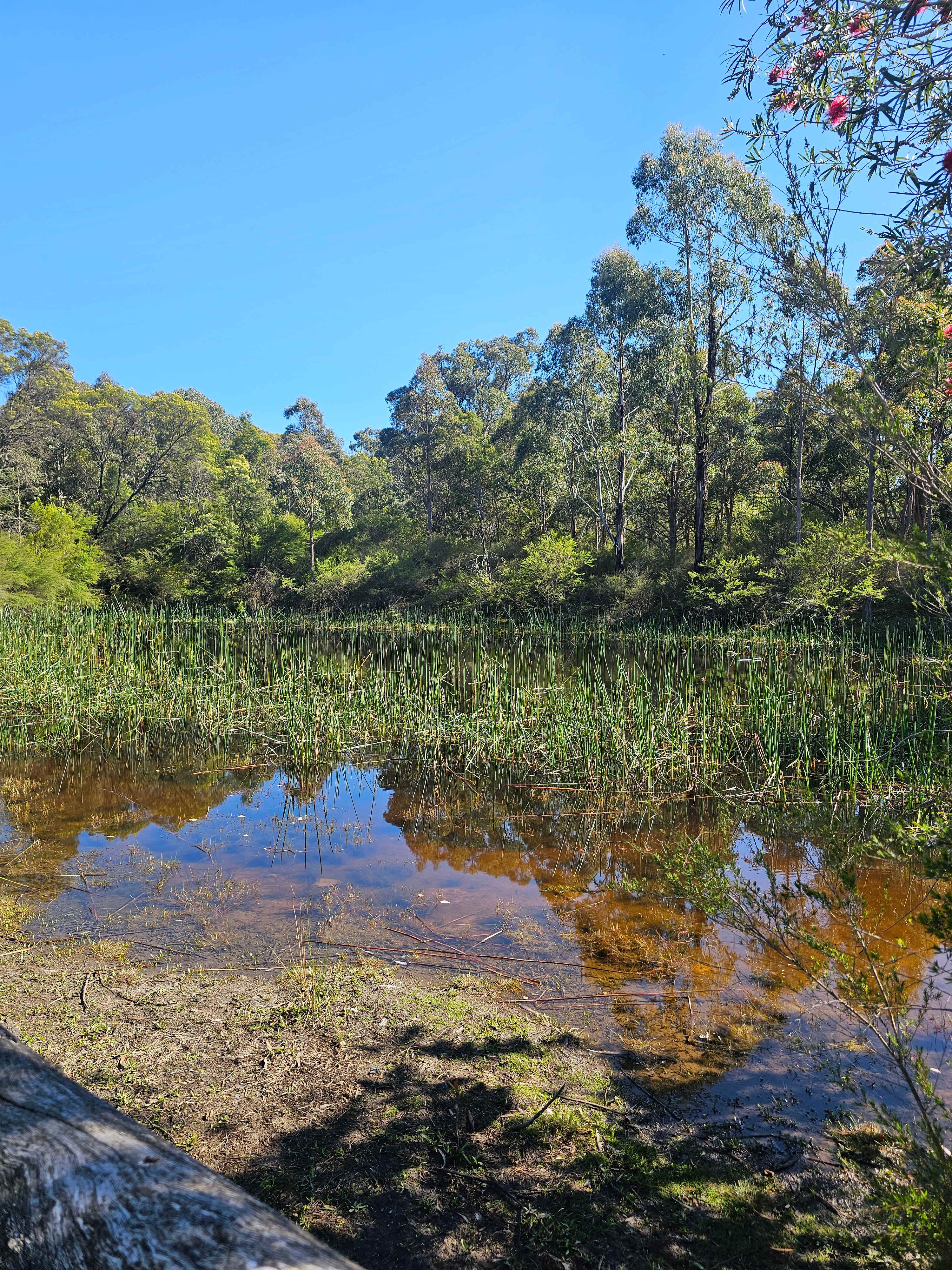 Mt Alfred Camping and Horse Riding