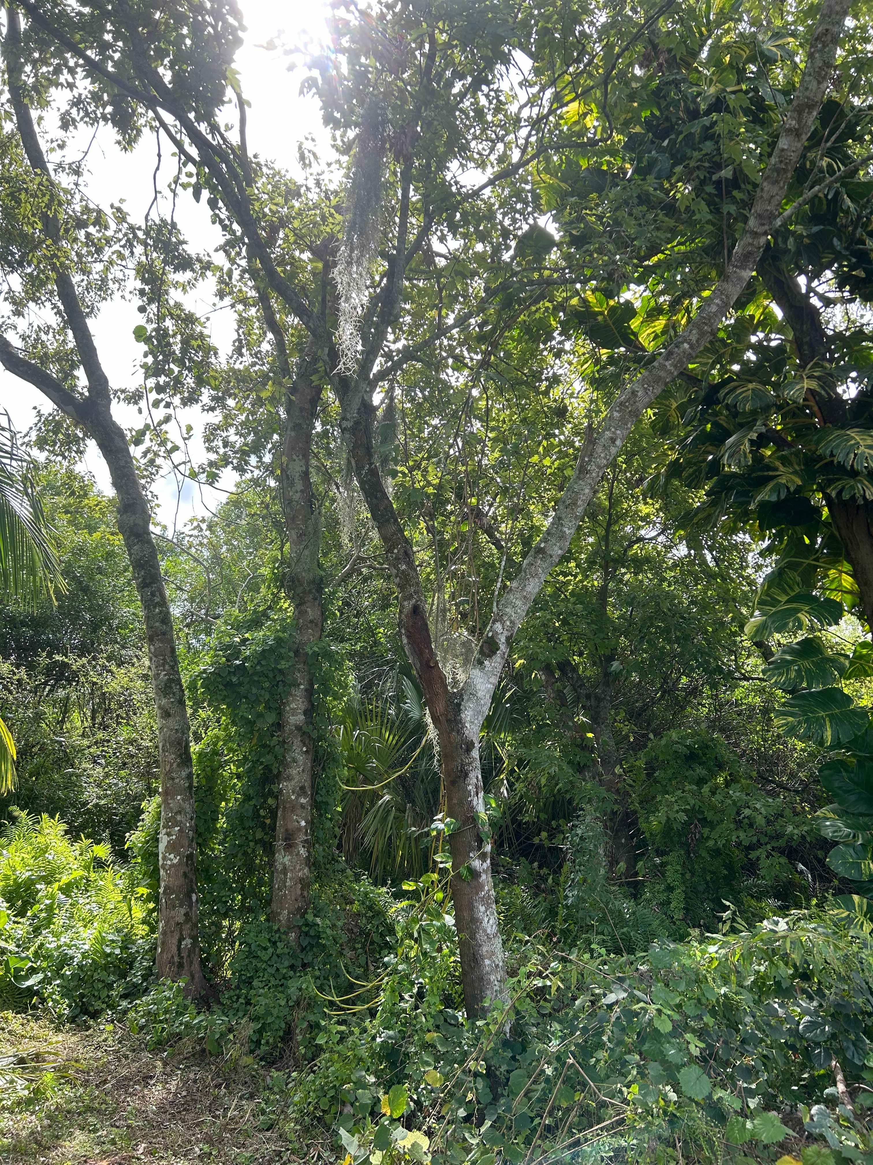 Great spot for tent camping under the trees 