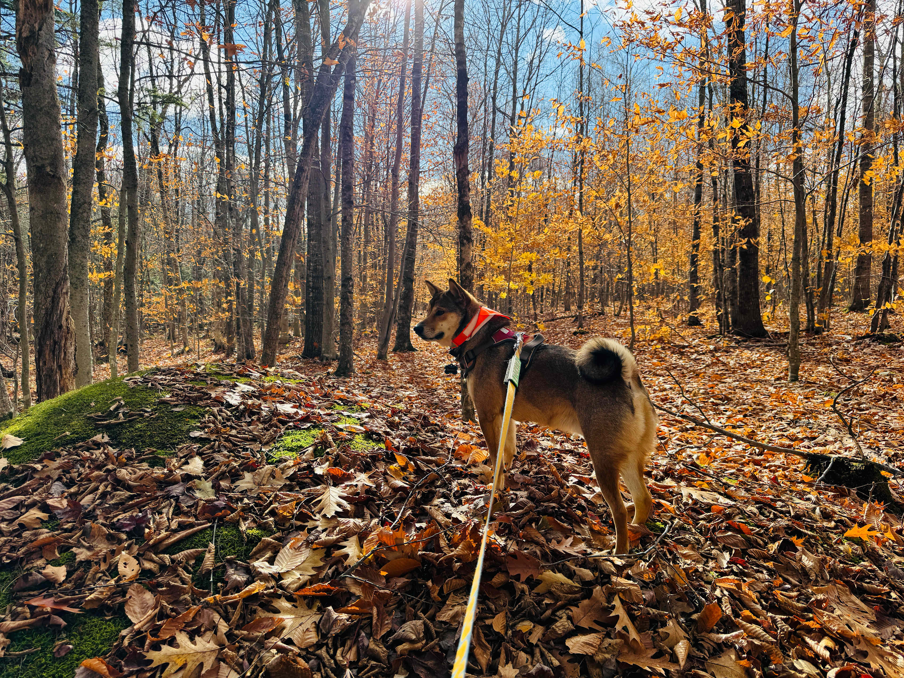 Trees of Life Retreat (ToLR)