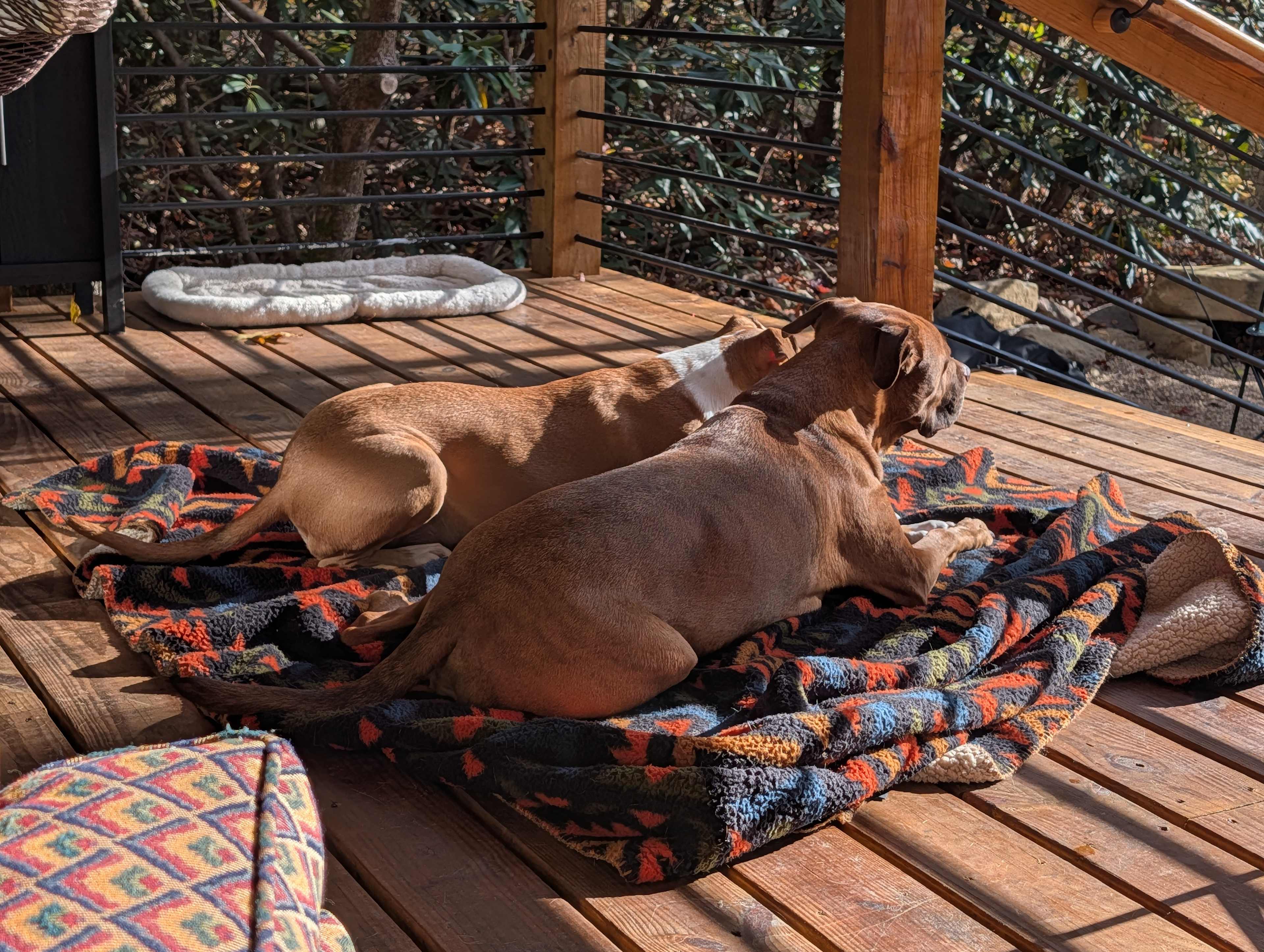 Mountain Top Forest Escape