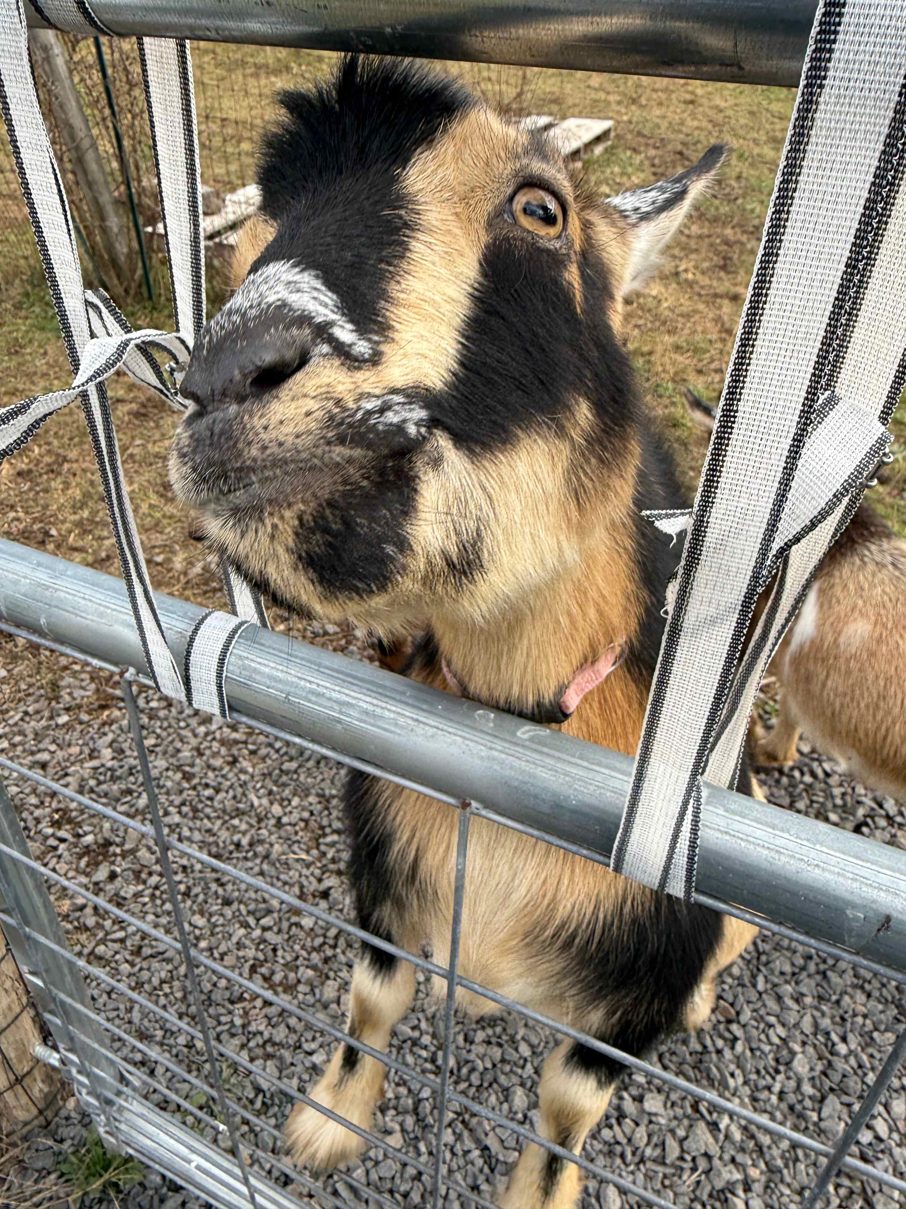 Fairview Farms Airfield