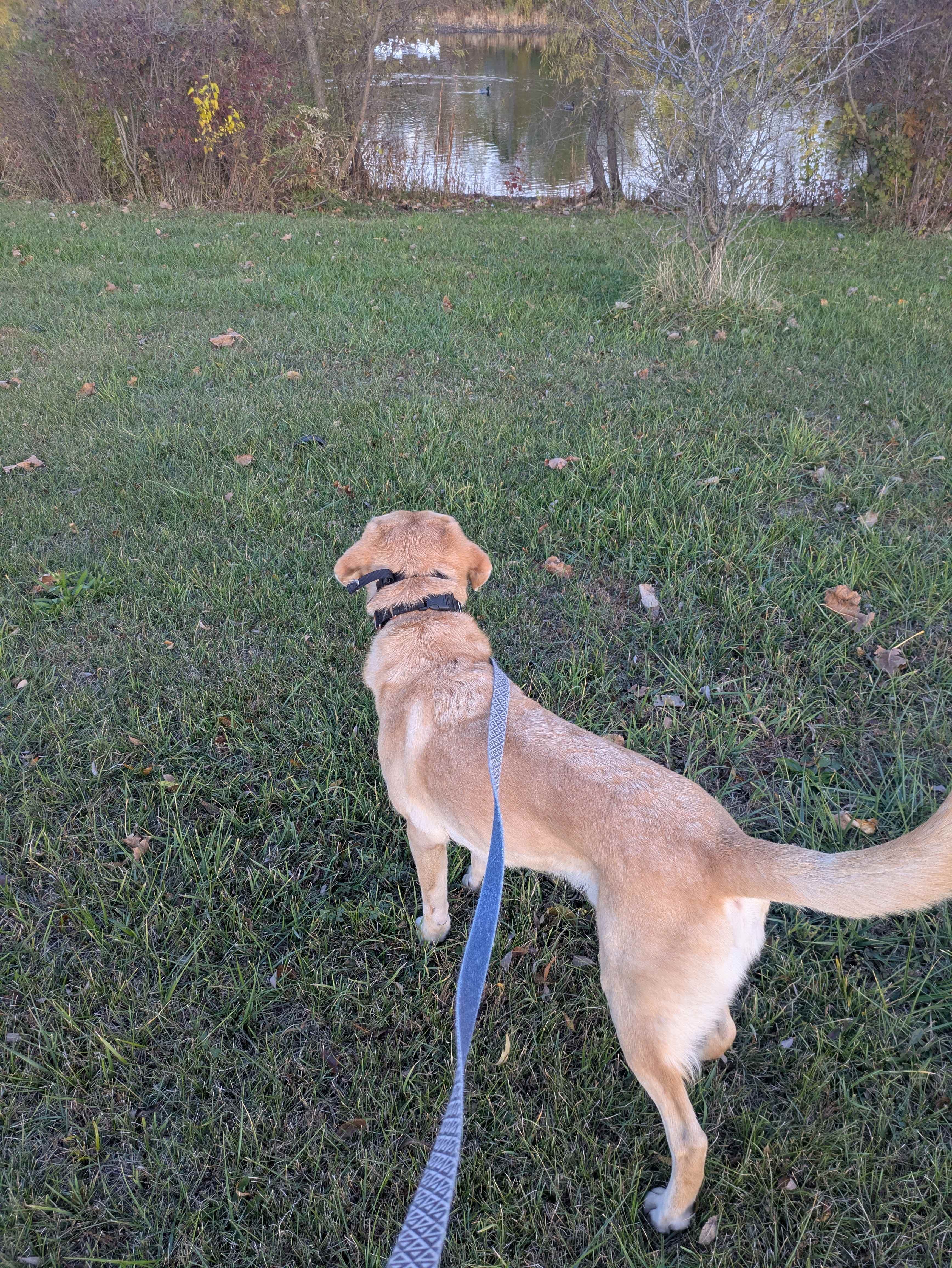 Watching the geese