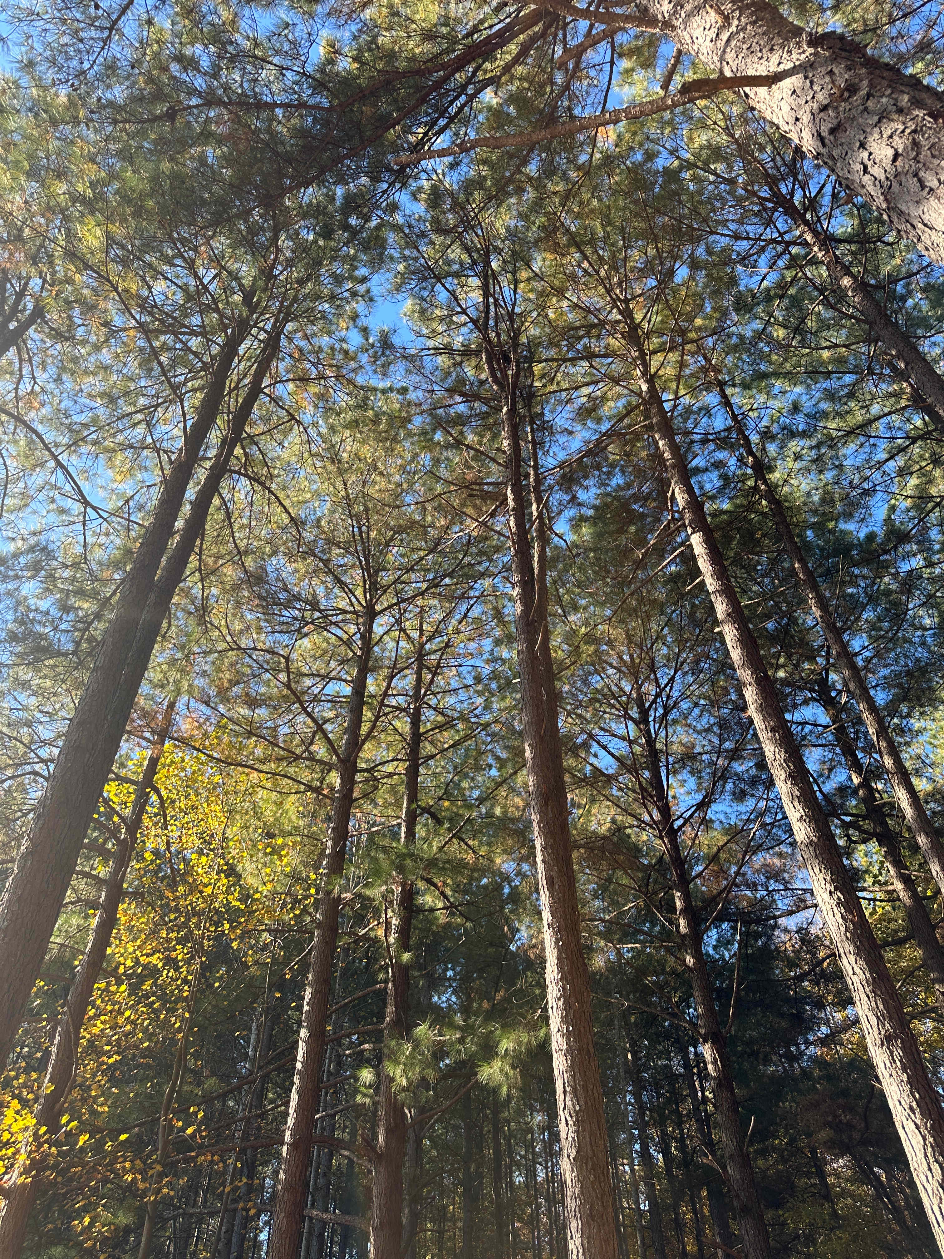 Peaceful Meadows Farm