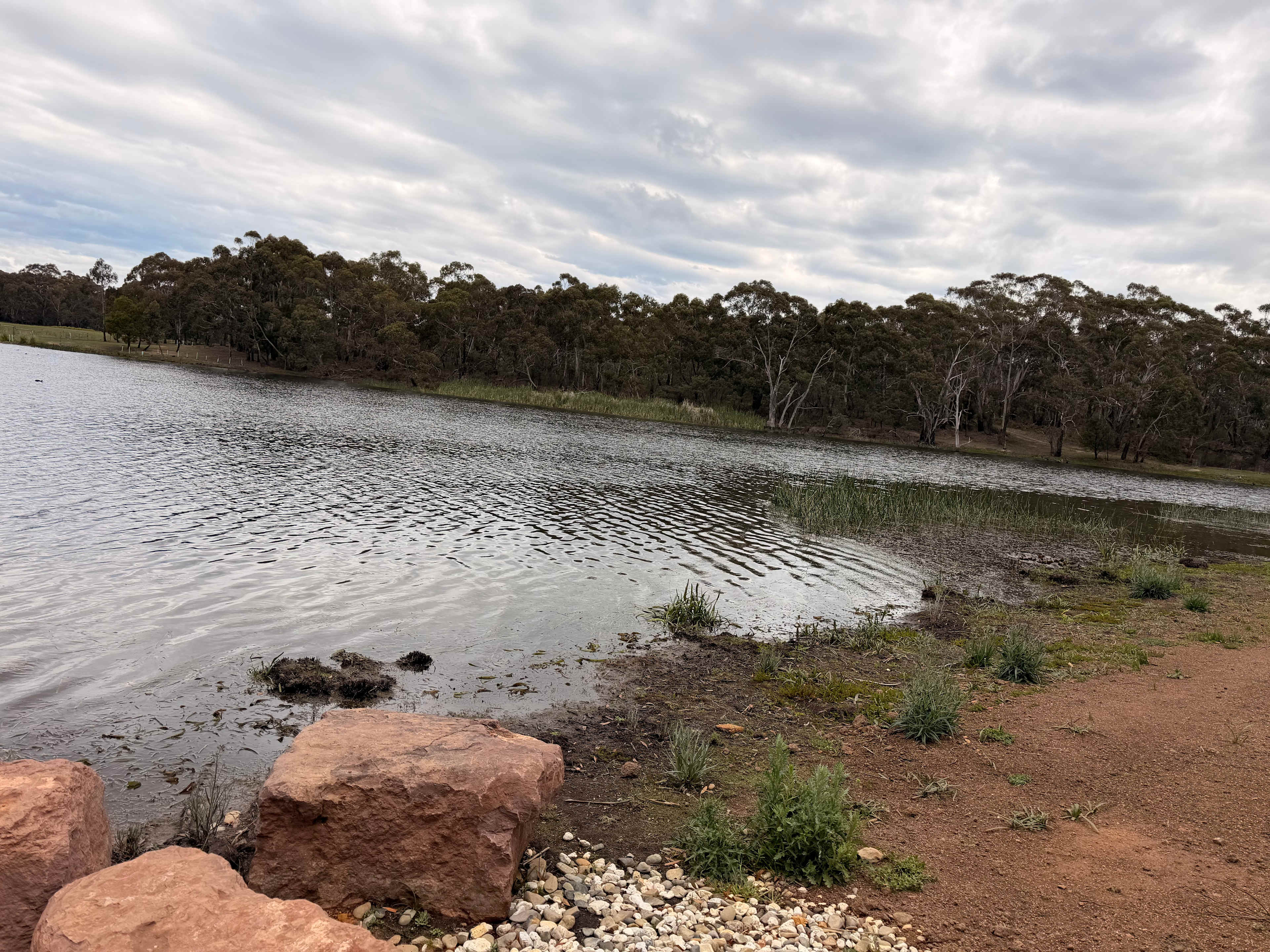 Lancefield Lake's A WETLANDS WONDER