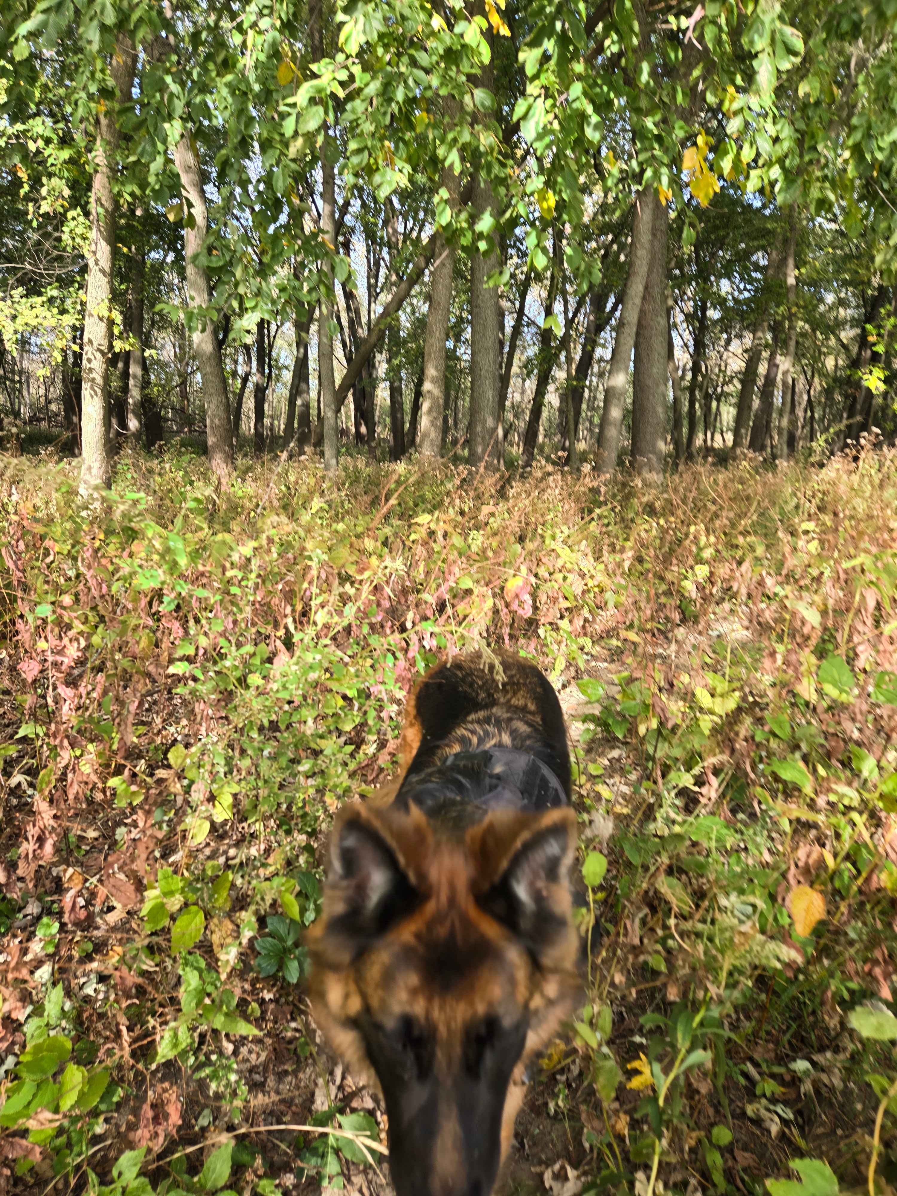 East Woods on the IL River
