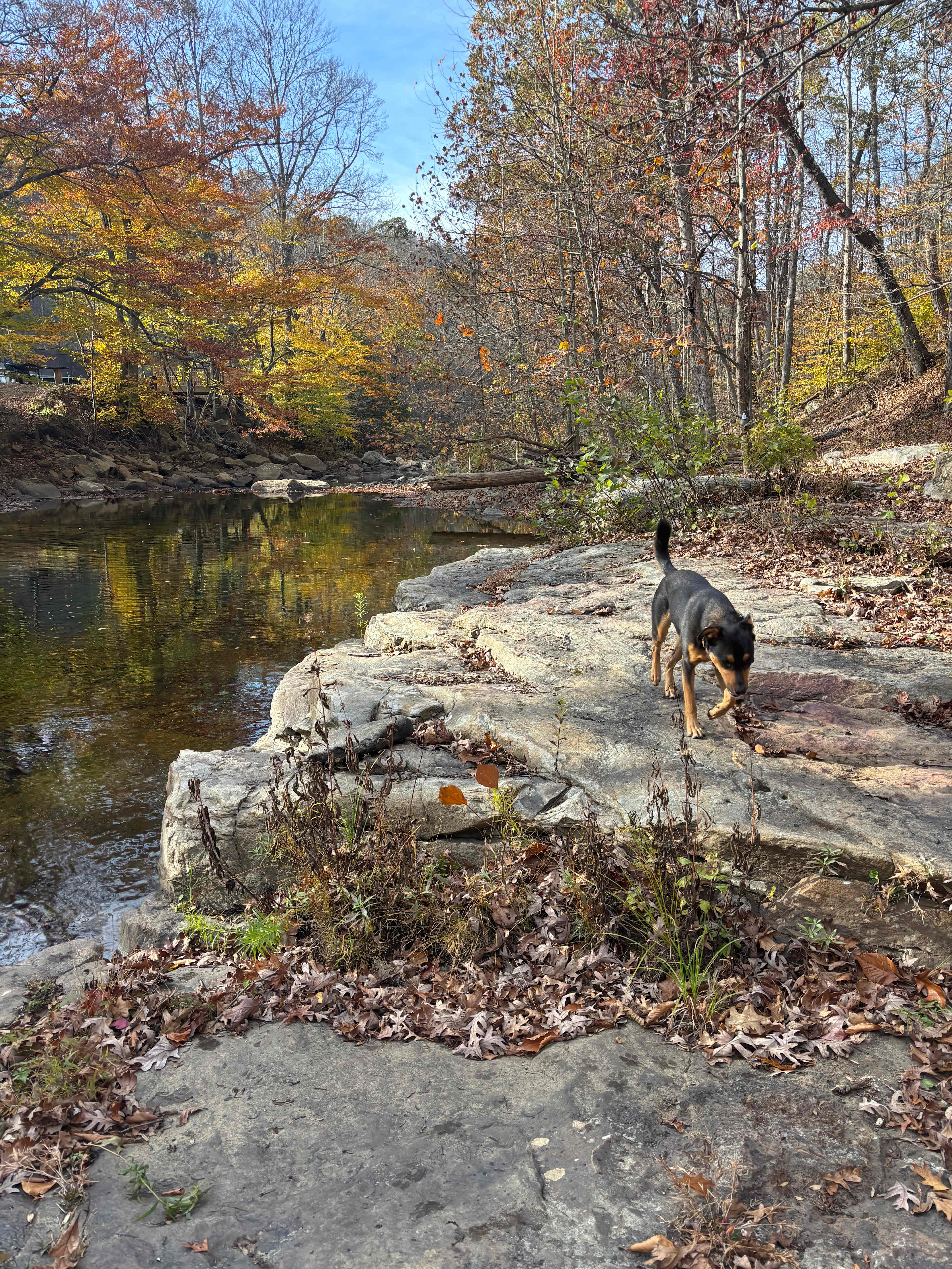 The Wildflower On Abrams Creek