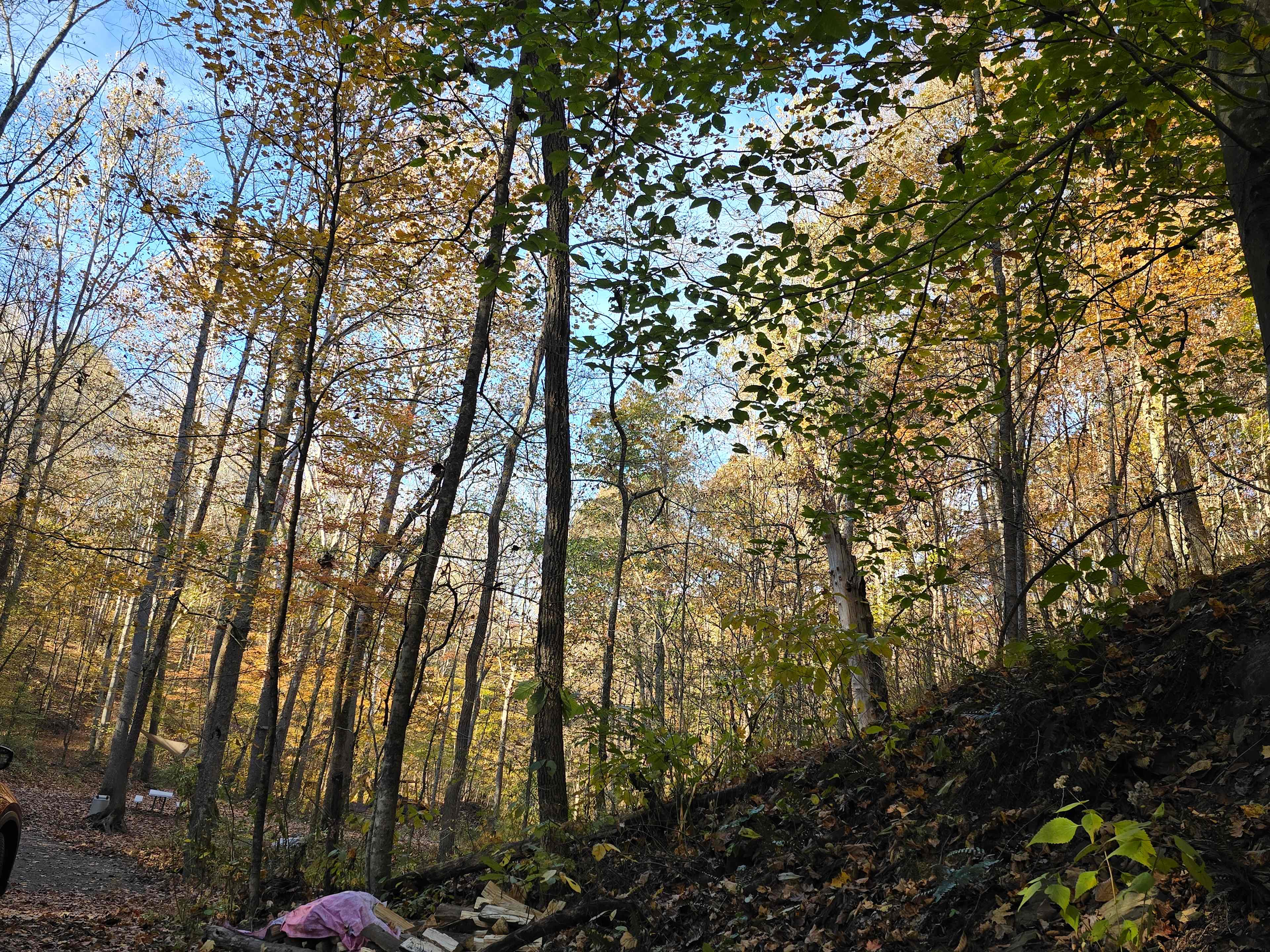 Campsite 2 has several options for setting up your hammock