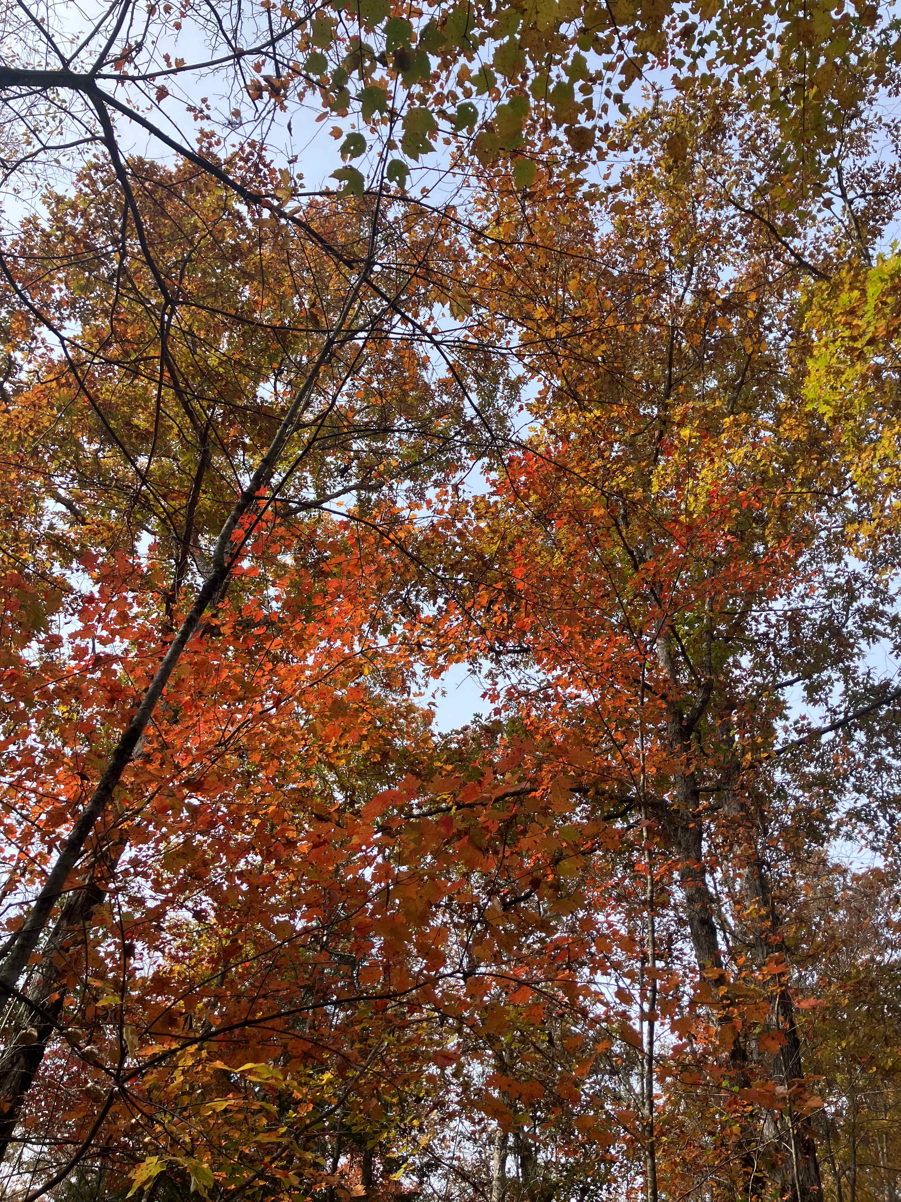 Greeter Falls Campground