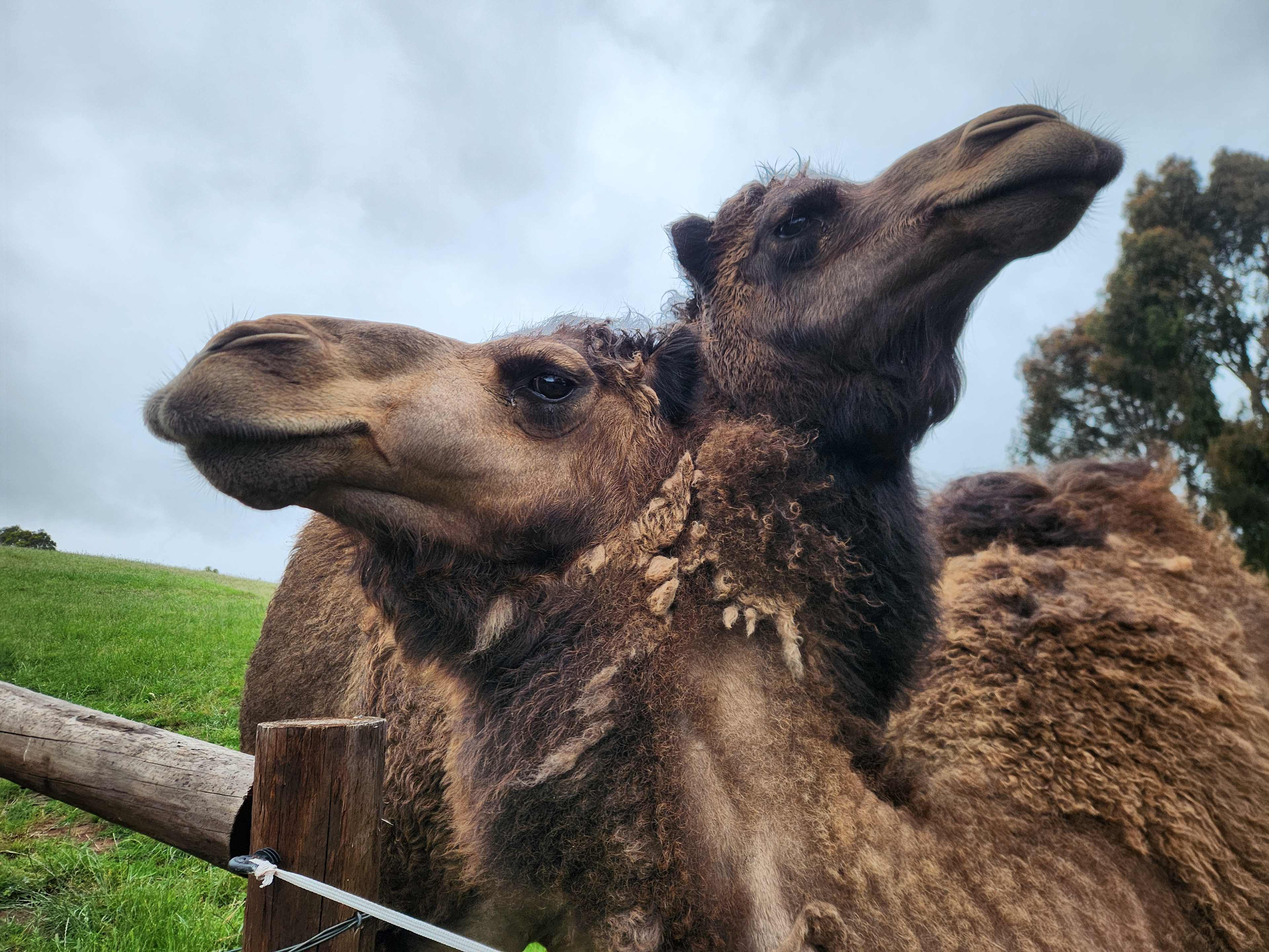 Noorla Farm (Happy Camping Ground)