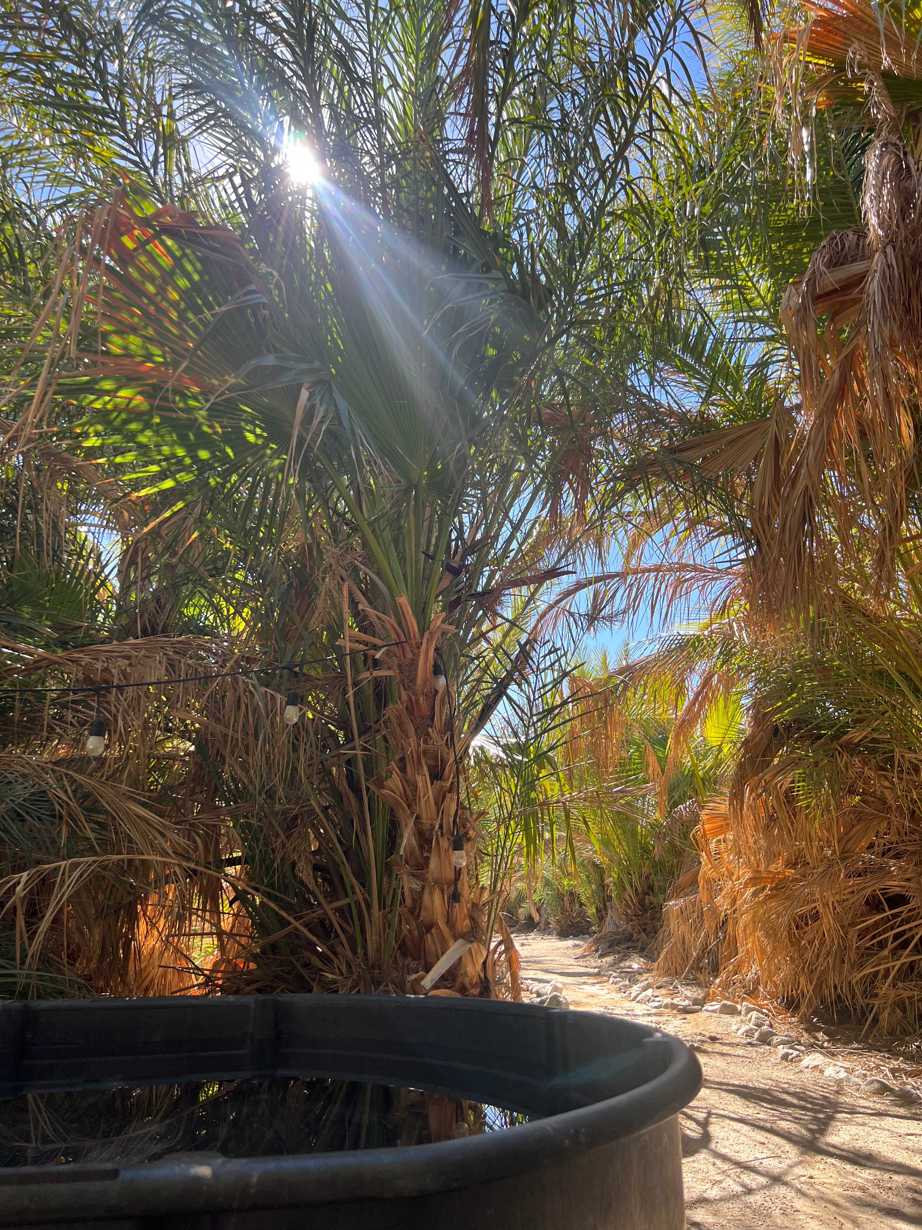 Mineral Spring Date Farm