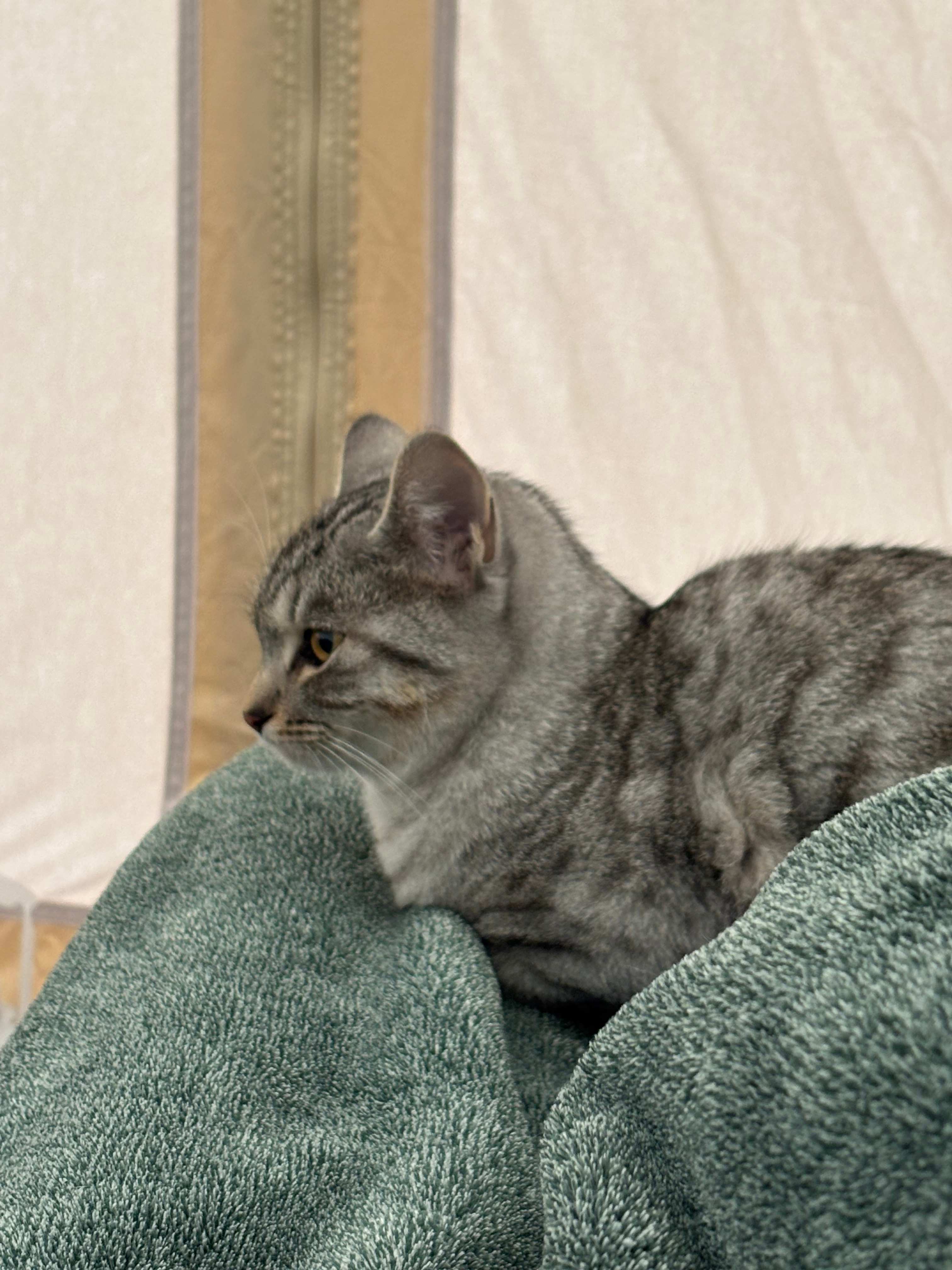 This sweet baby was our camping buddy!