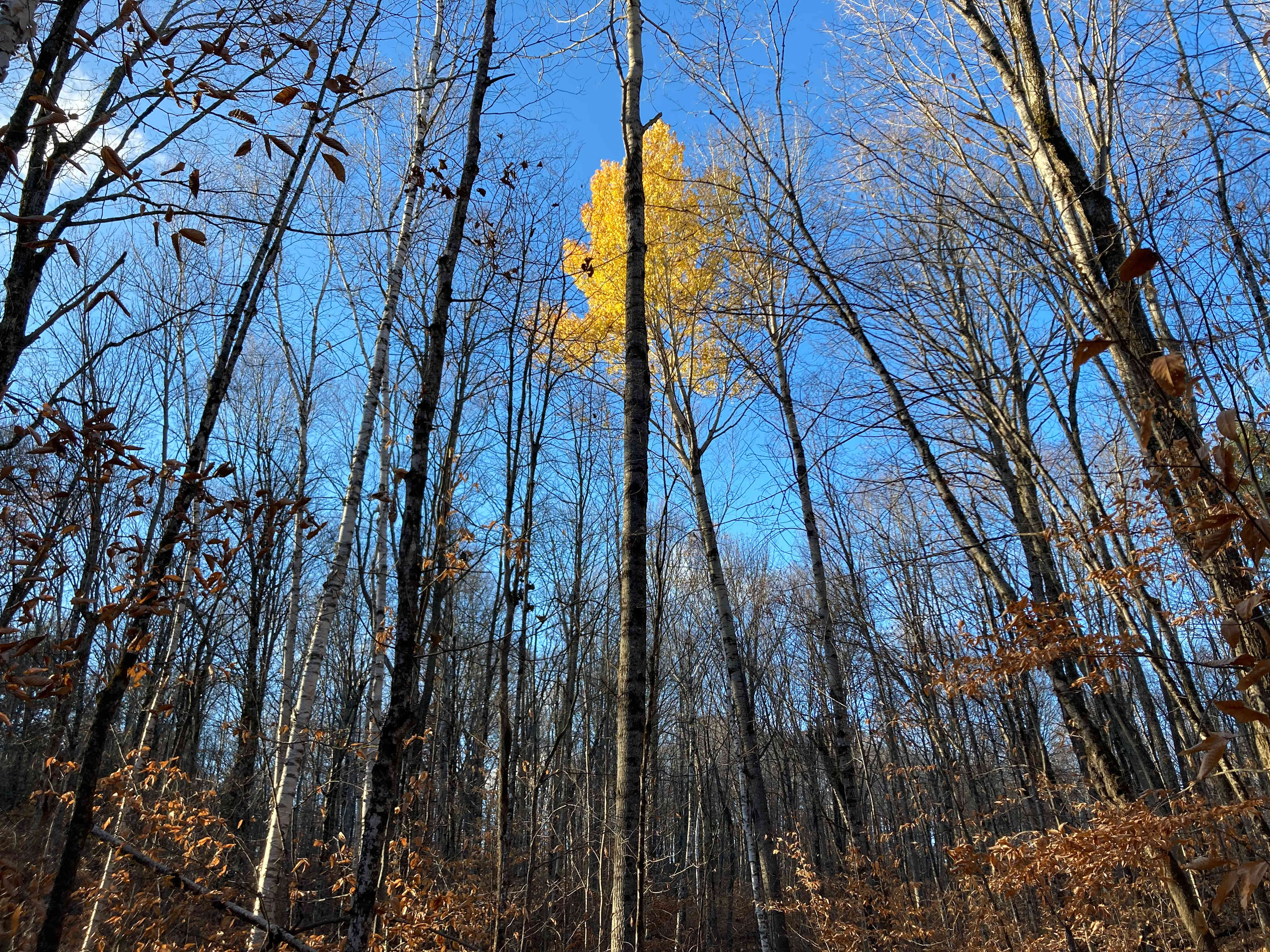 4-Season Cliffside Camp