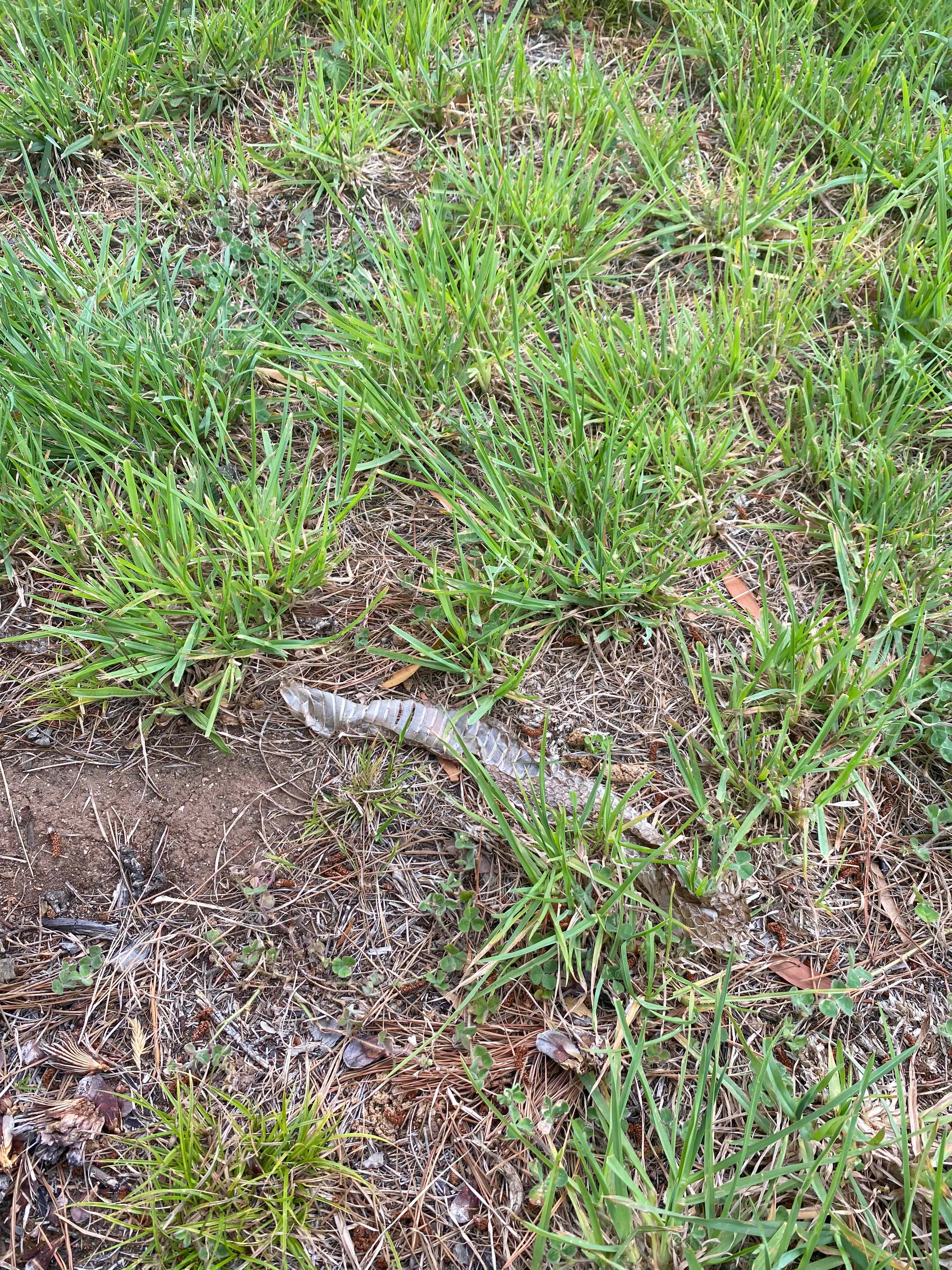 Watch out for snakes! 