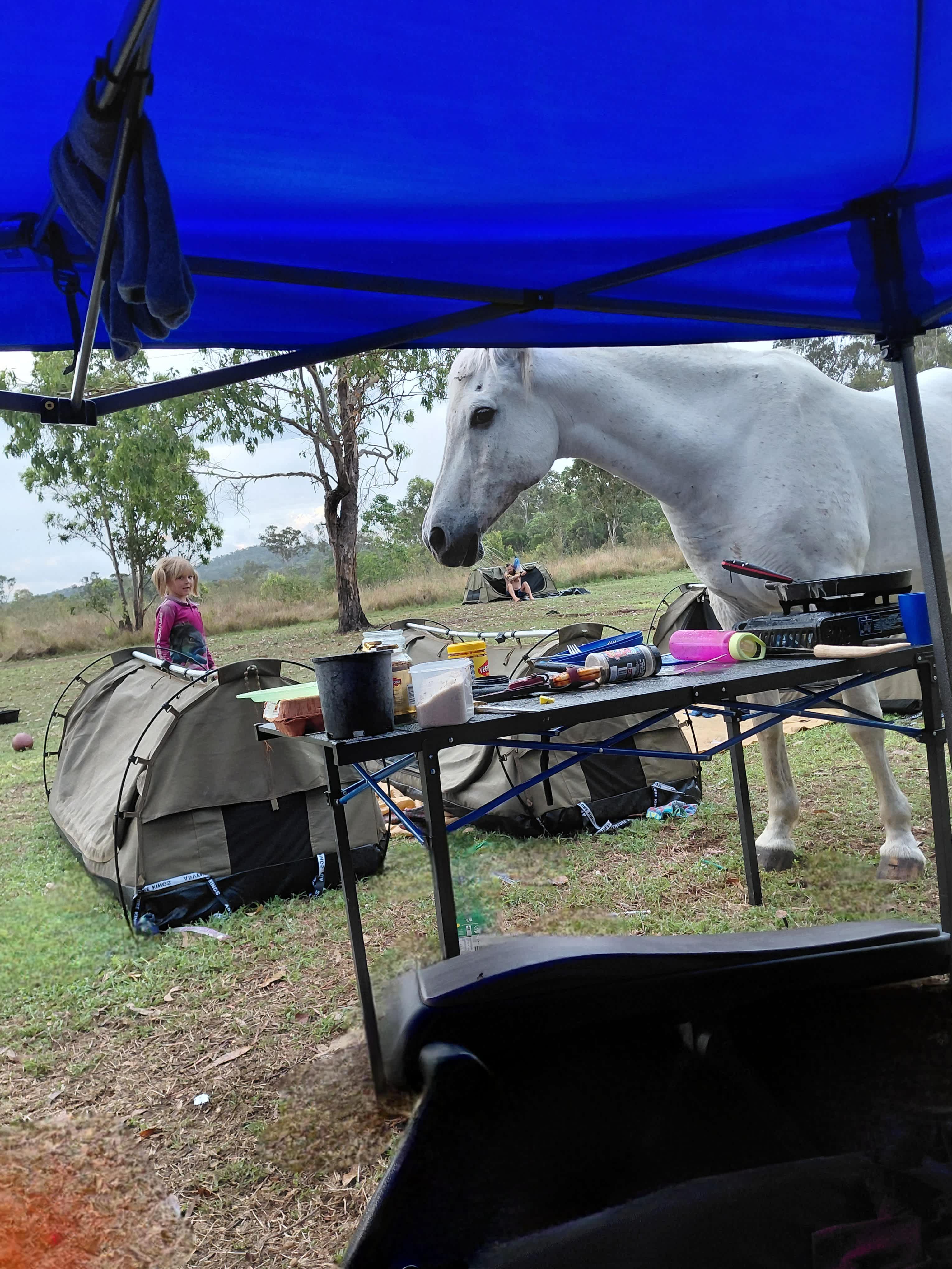 Cute but cheeky horse 