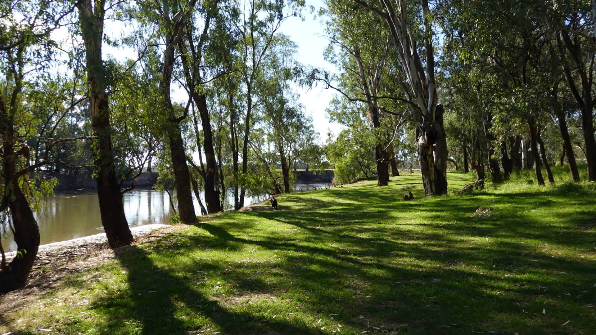 Palm Cove On The Murrumbidgee