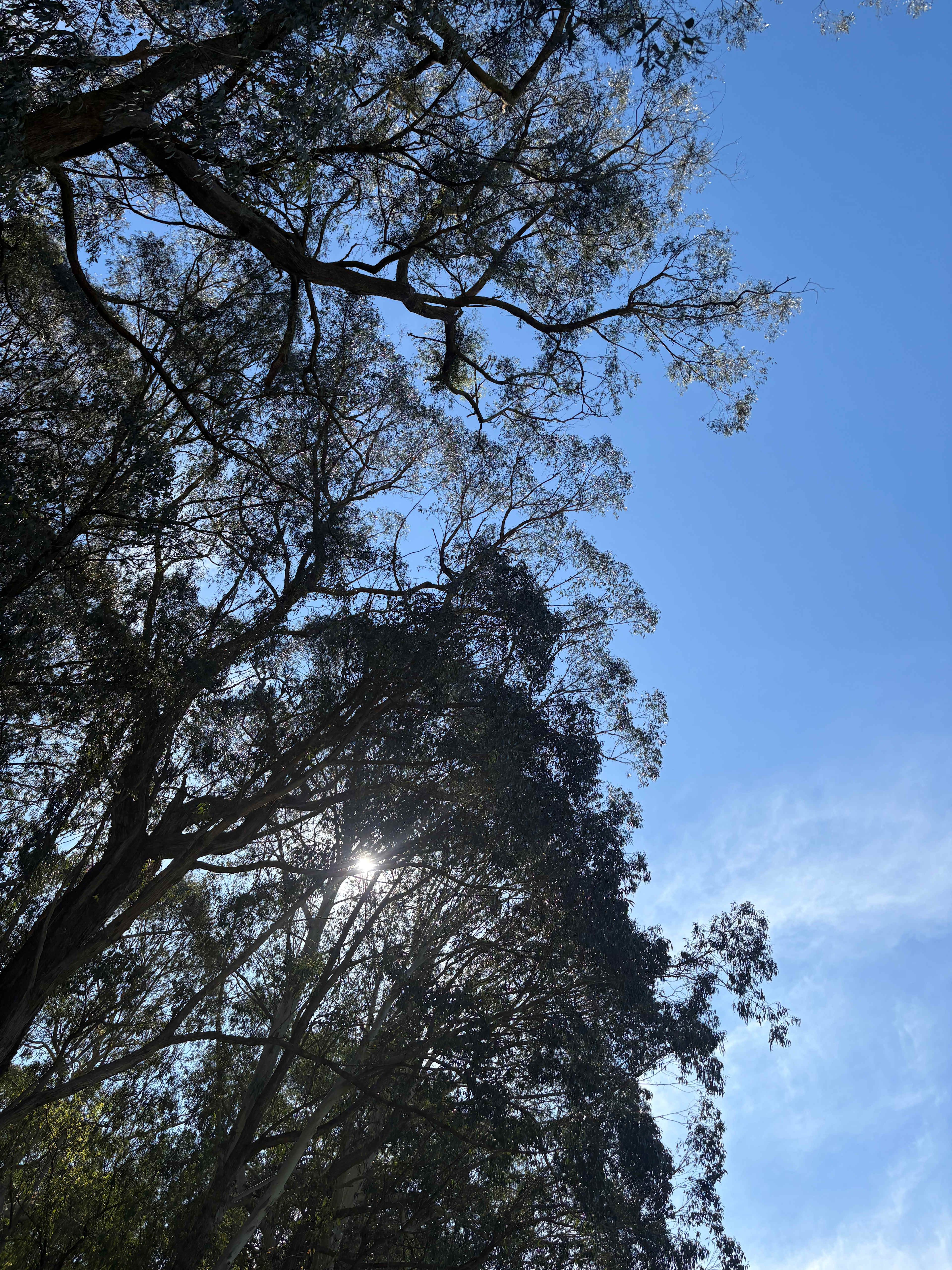 Nerrigundah Contrée Sauvage