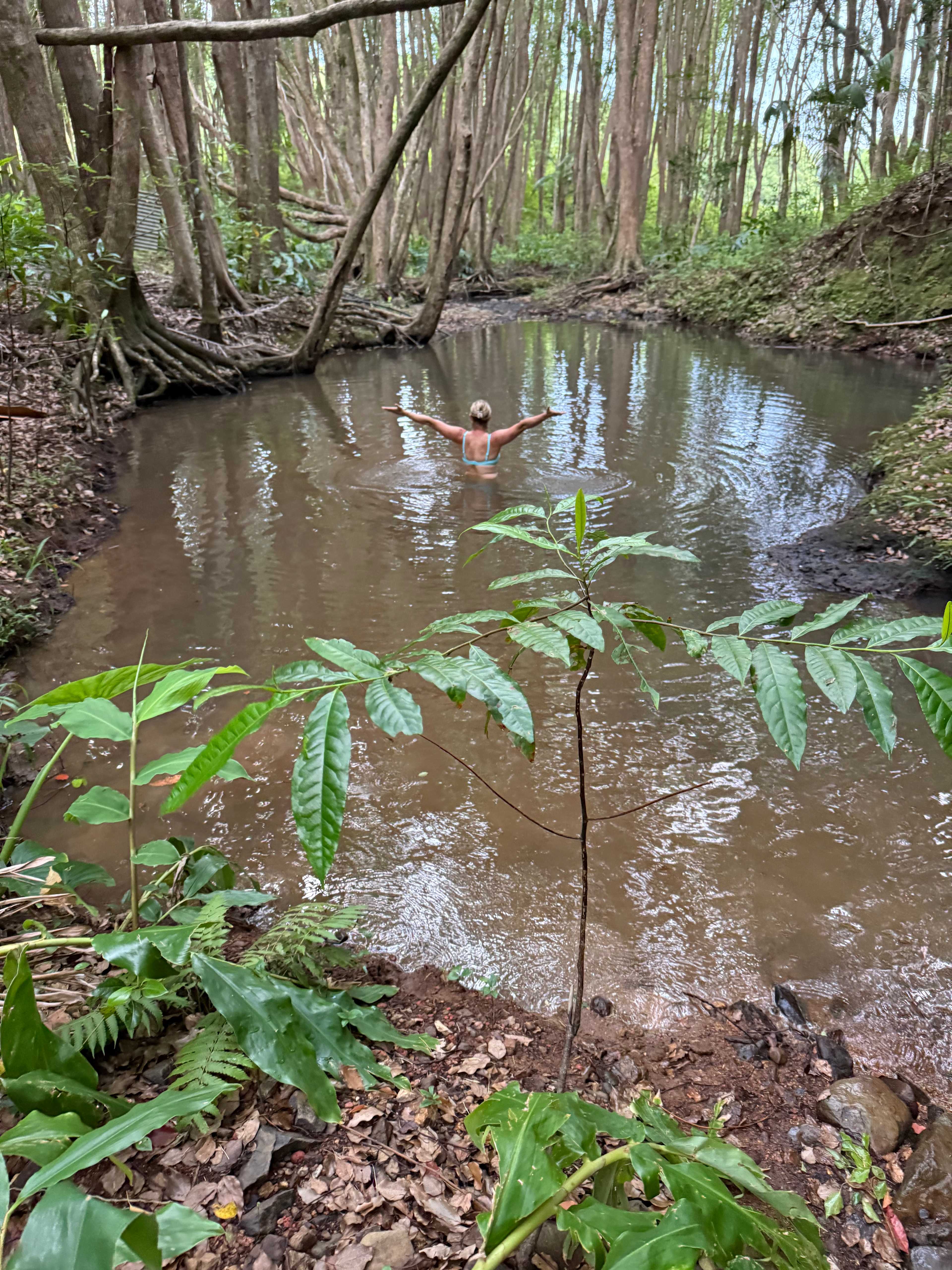 Fern gully Creek, Coorabell