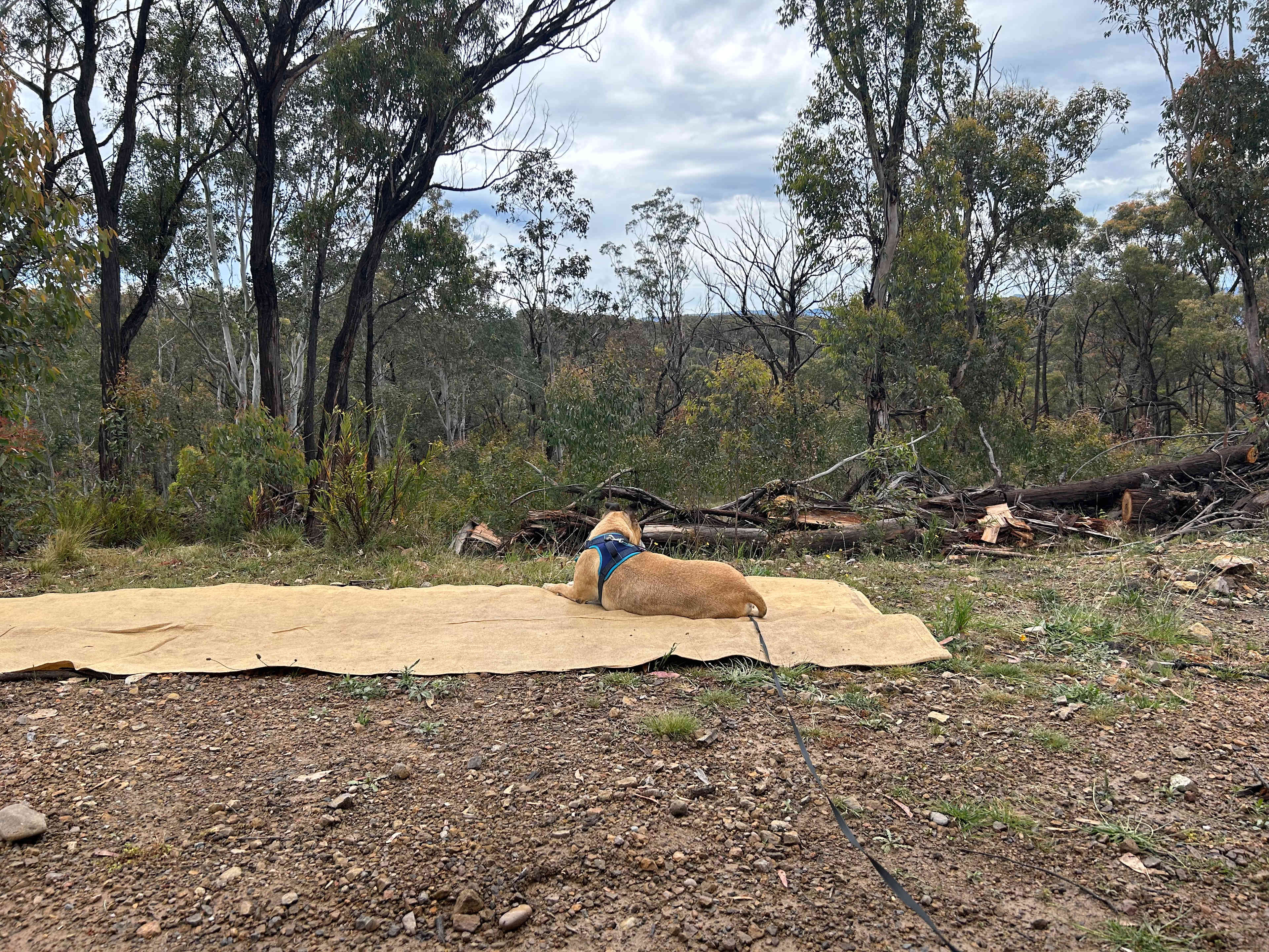Wildwoods - Private bush surrounds