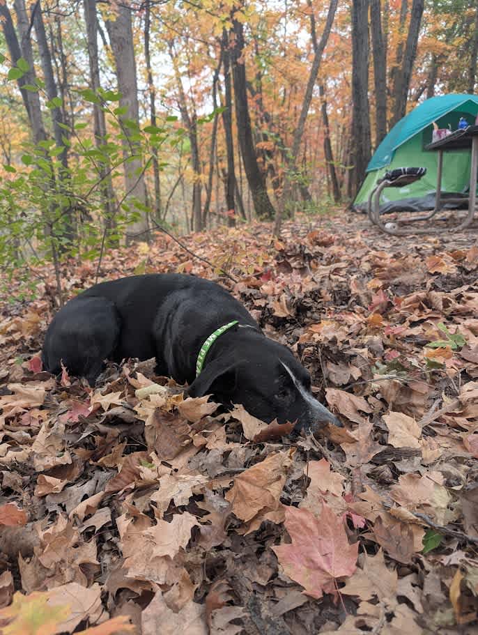 Welcome to our Magical Woods