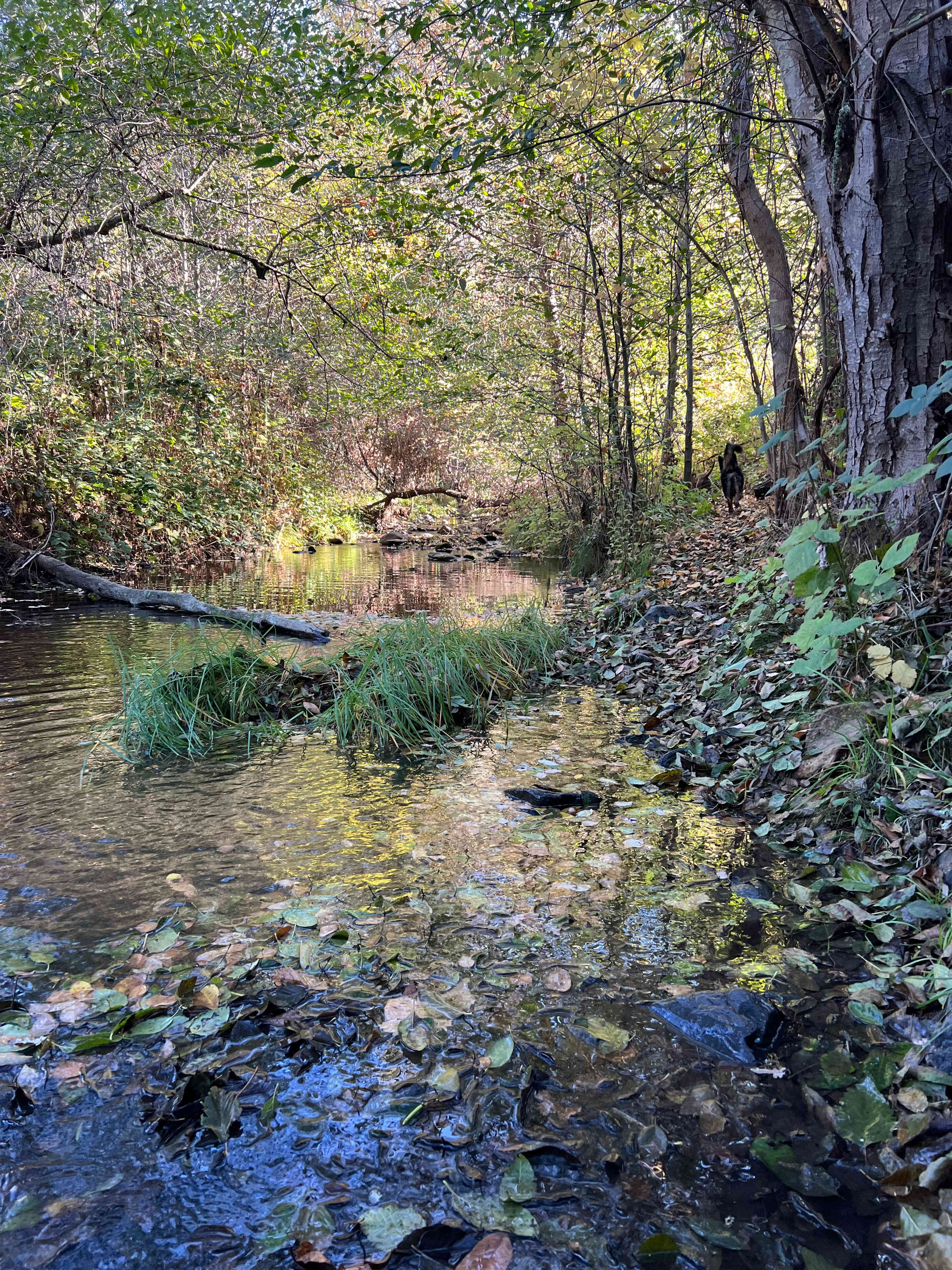 Murray Creek Homestead