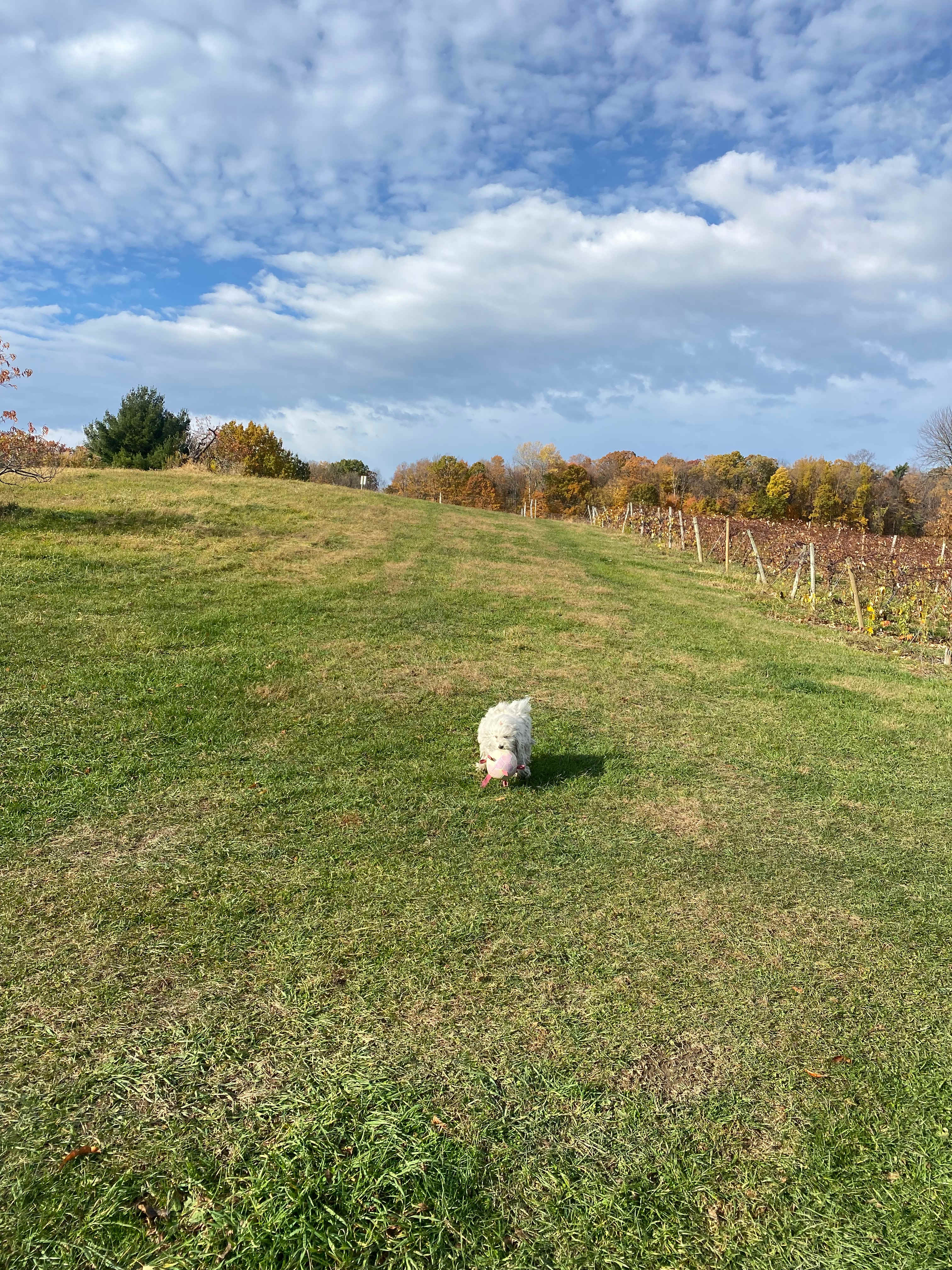 HipSites @ Fulkerson Winery