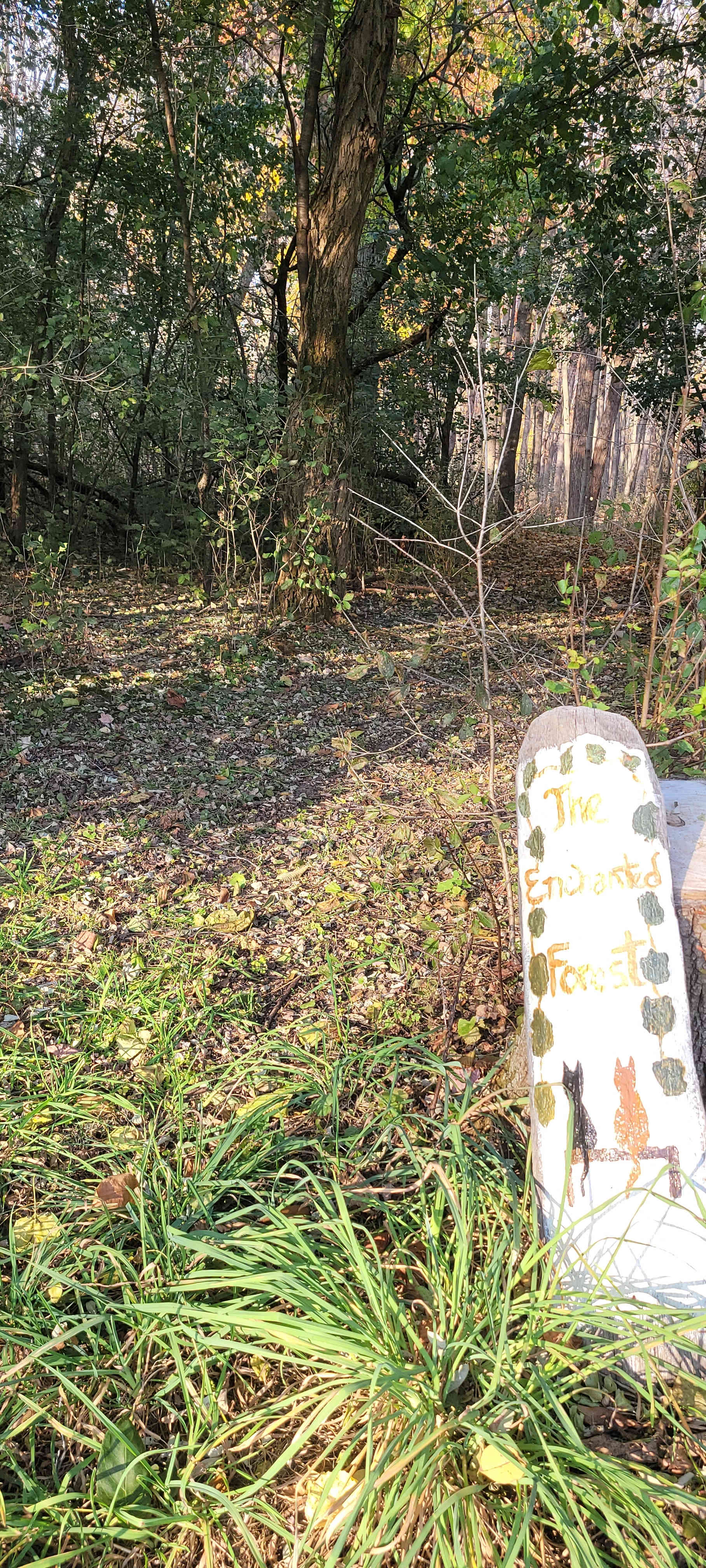 Cute entry to forest area. 