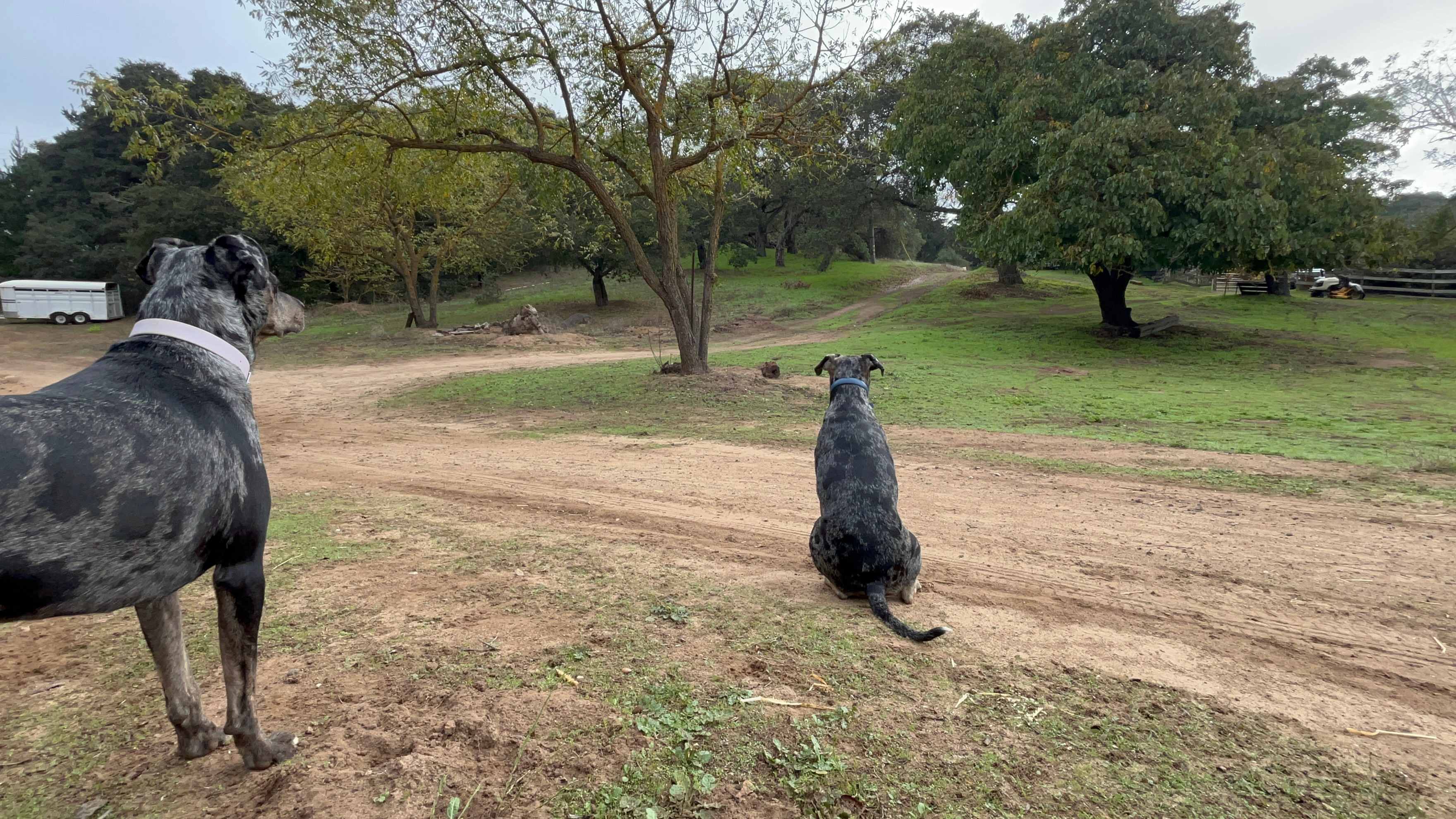 Nearby Getaway - Dogs Welcome!