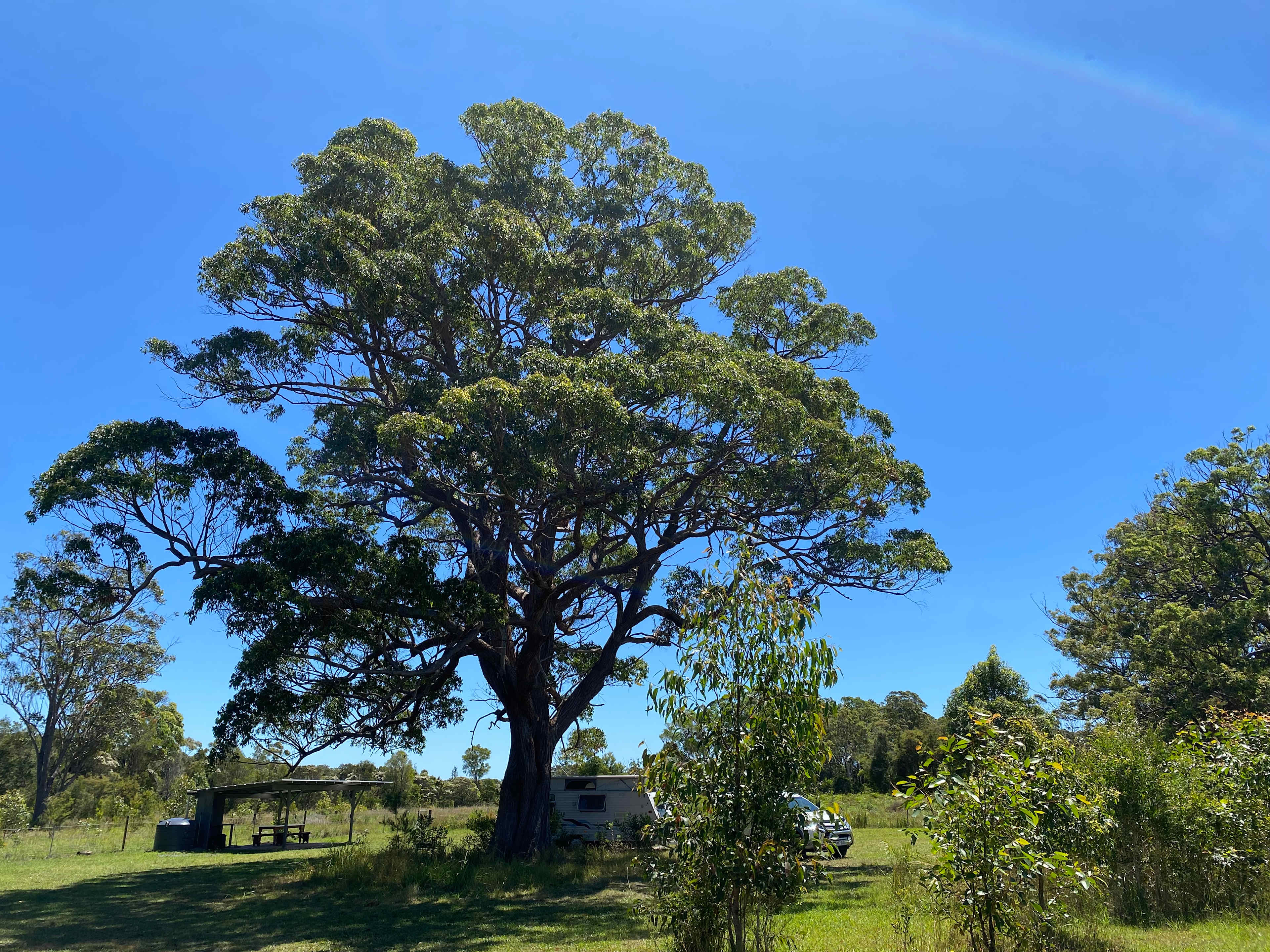 Camping under the big tree