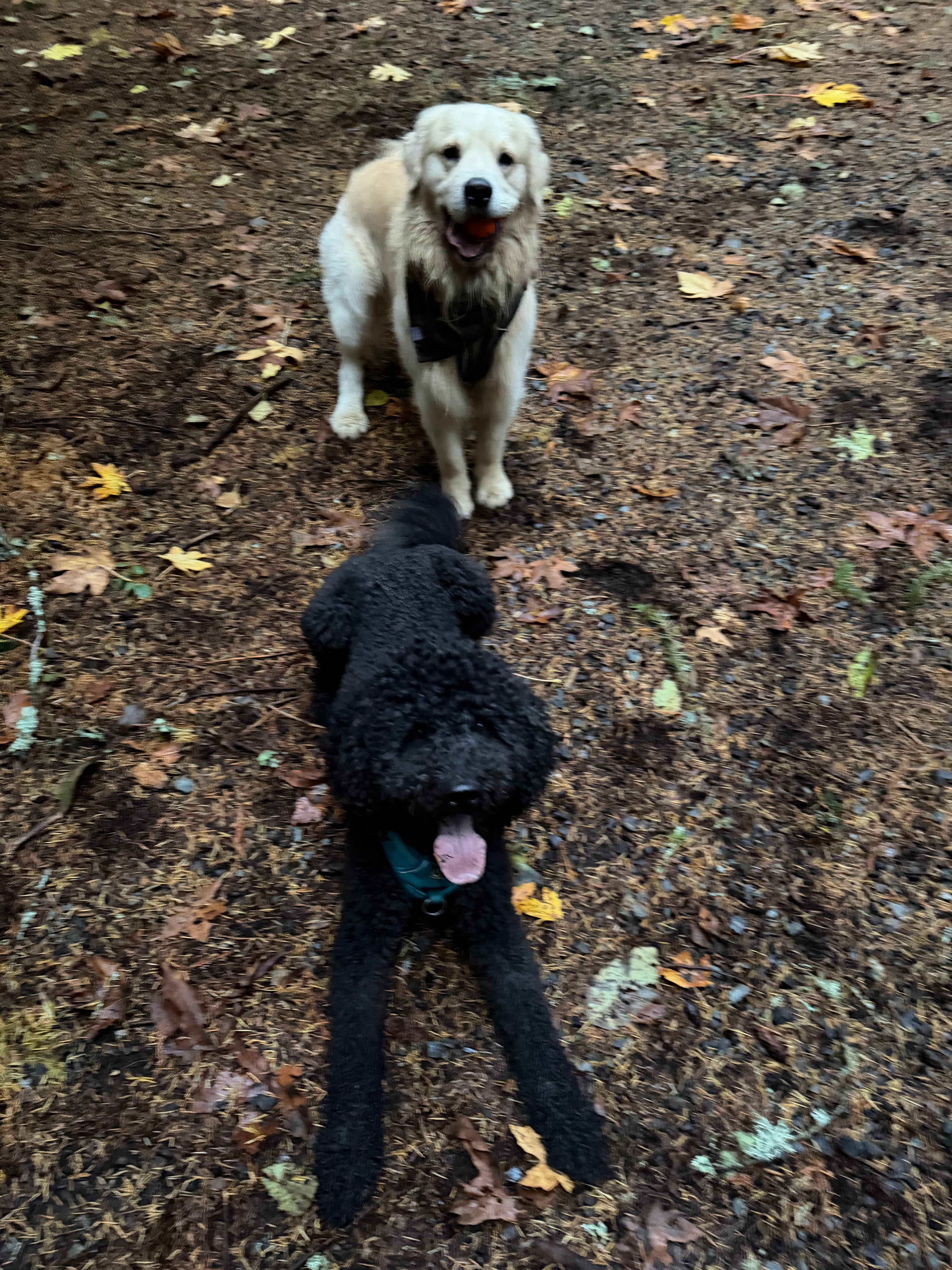 Grace E.’s Mini Forest Cabins