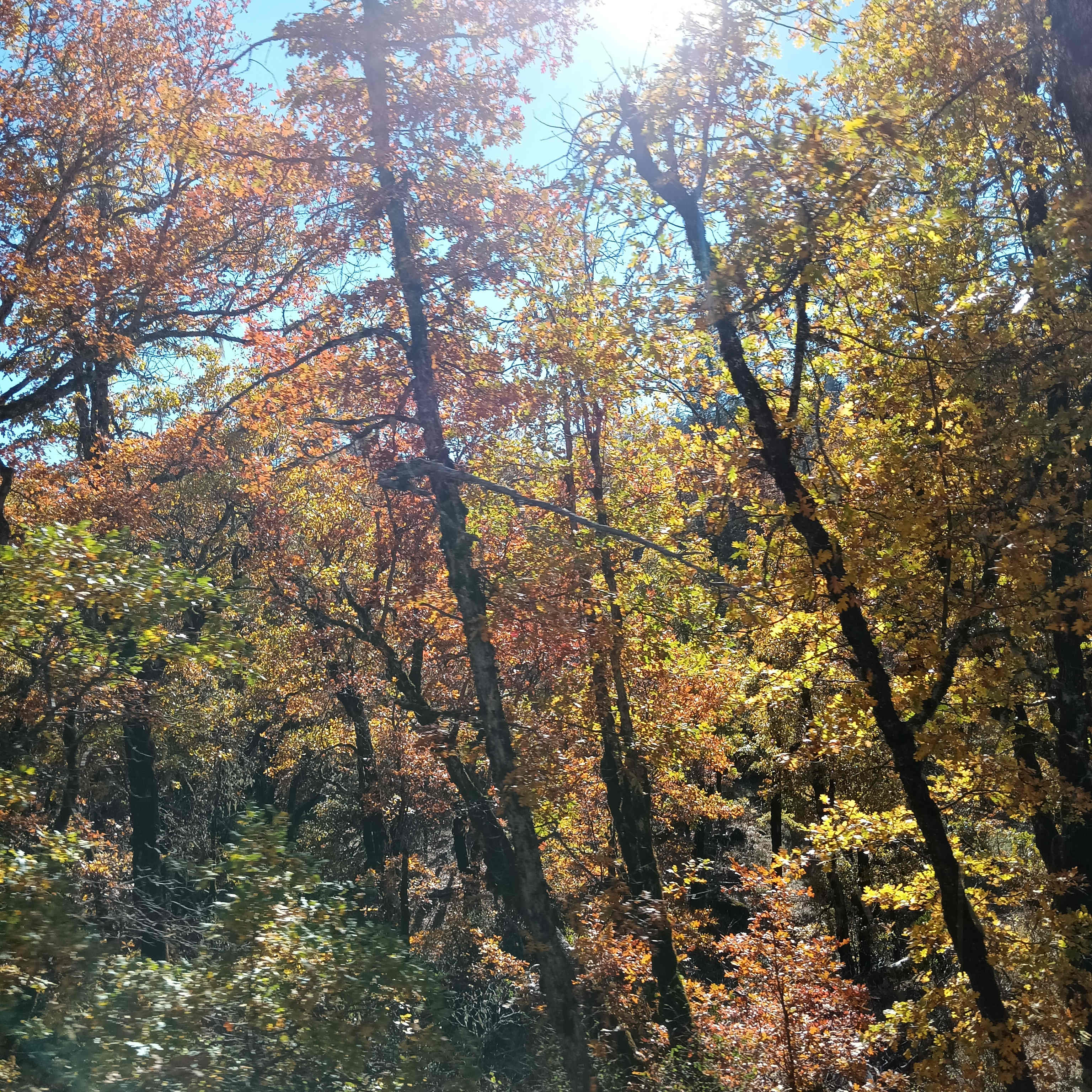 Autumn leaves and beauty all around you